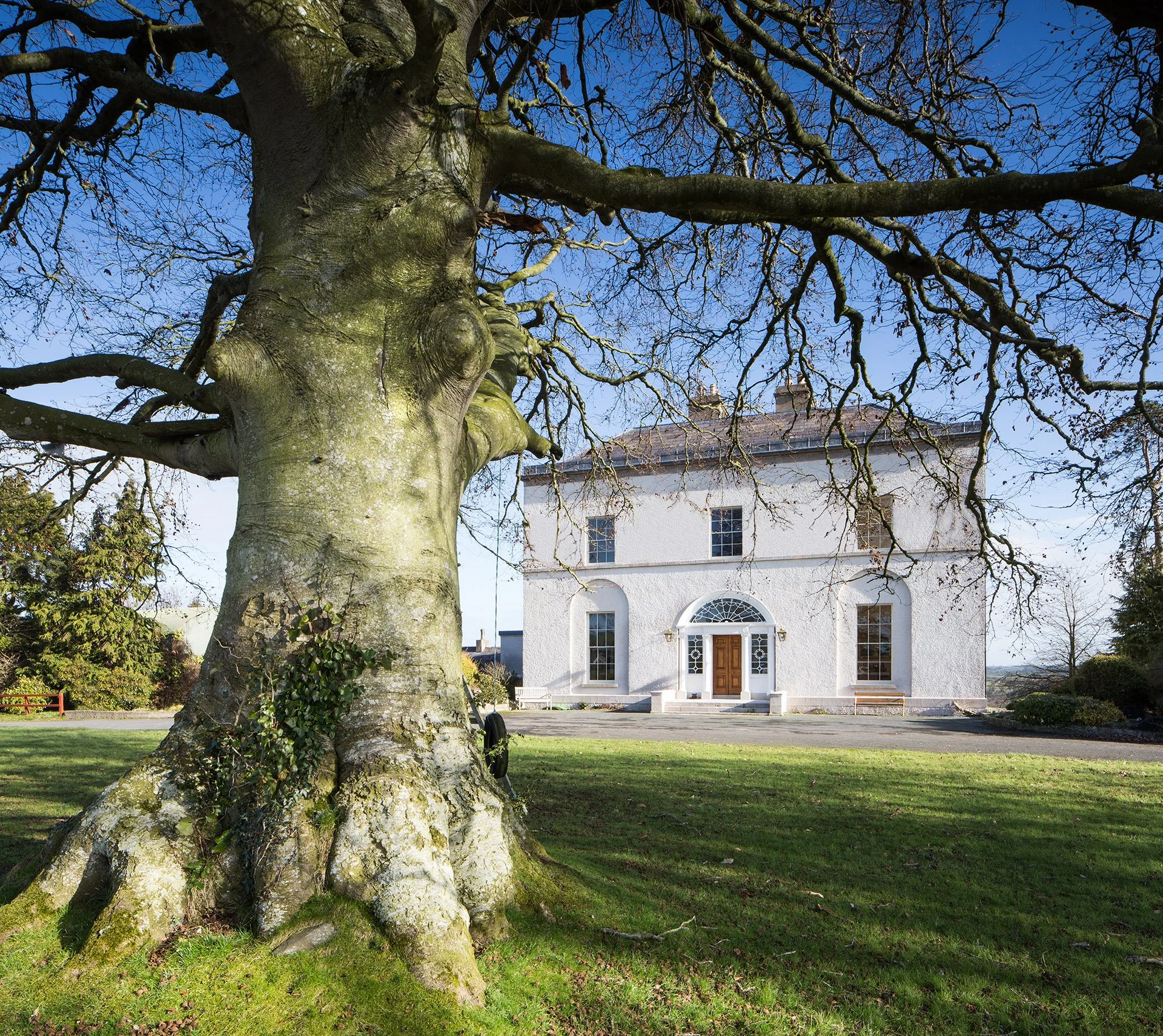 A large tree with a thick, textured trunk and many twisting, leafless branches in front of a white building with multiple windows and an arched doorway, under a clear blue sky.