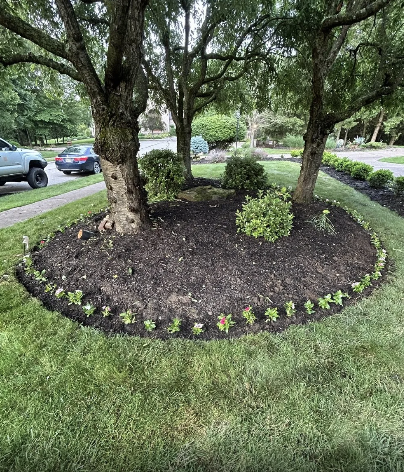A landscaped garden bed with mulch, small flowers around the edge, three trees, and bushes, situated on a lawn adjacent to a street with parked cars.