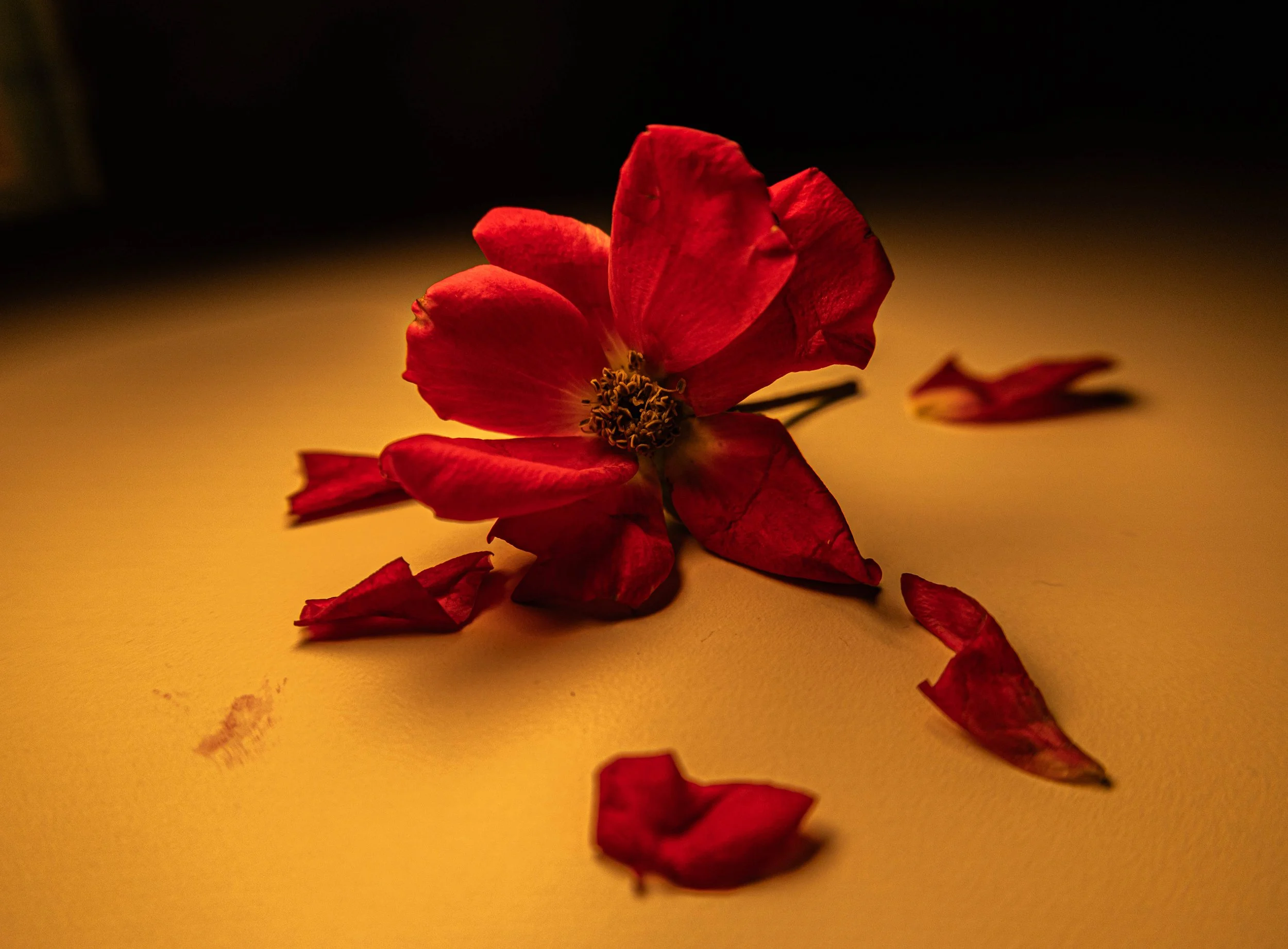 The Crumbling Flower.jpg