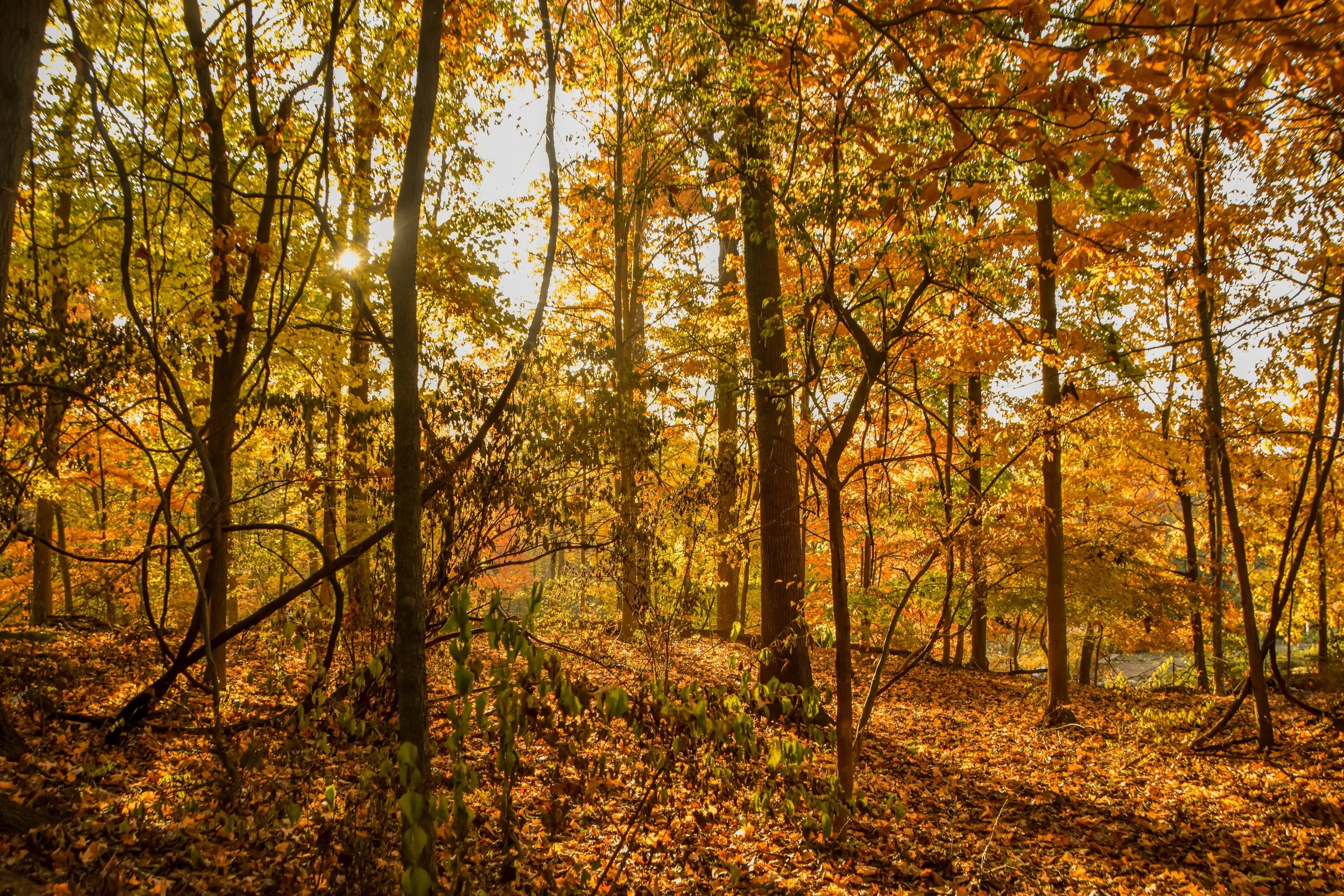Golden Hour-min.jpg