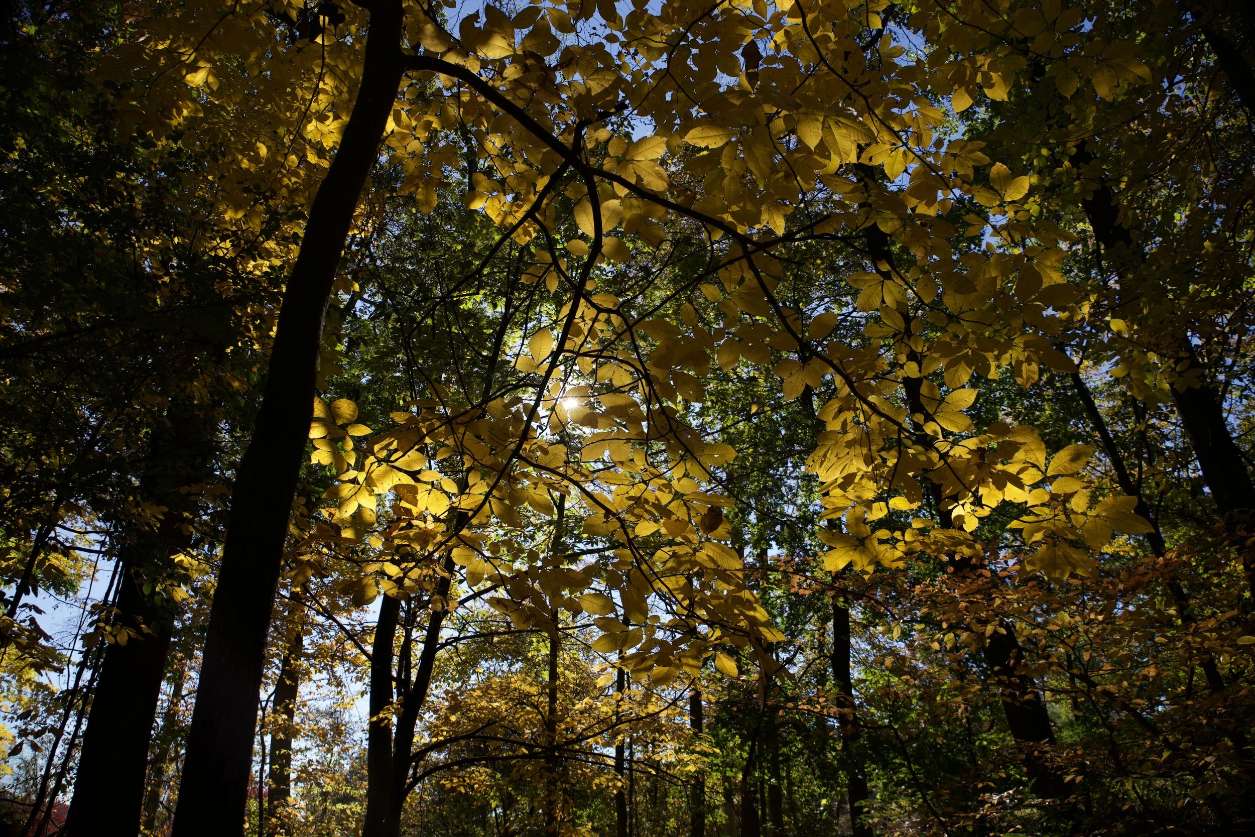 Light through the Leaves.jpeg