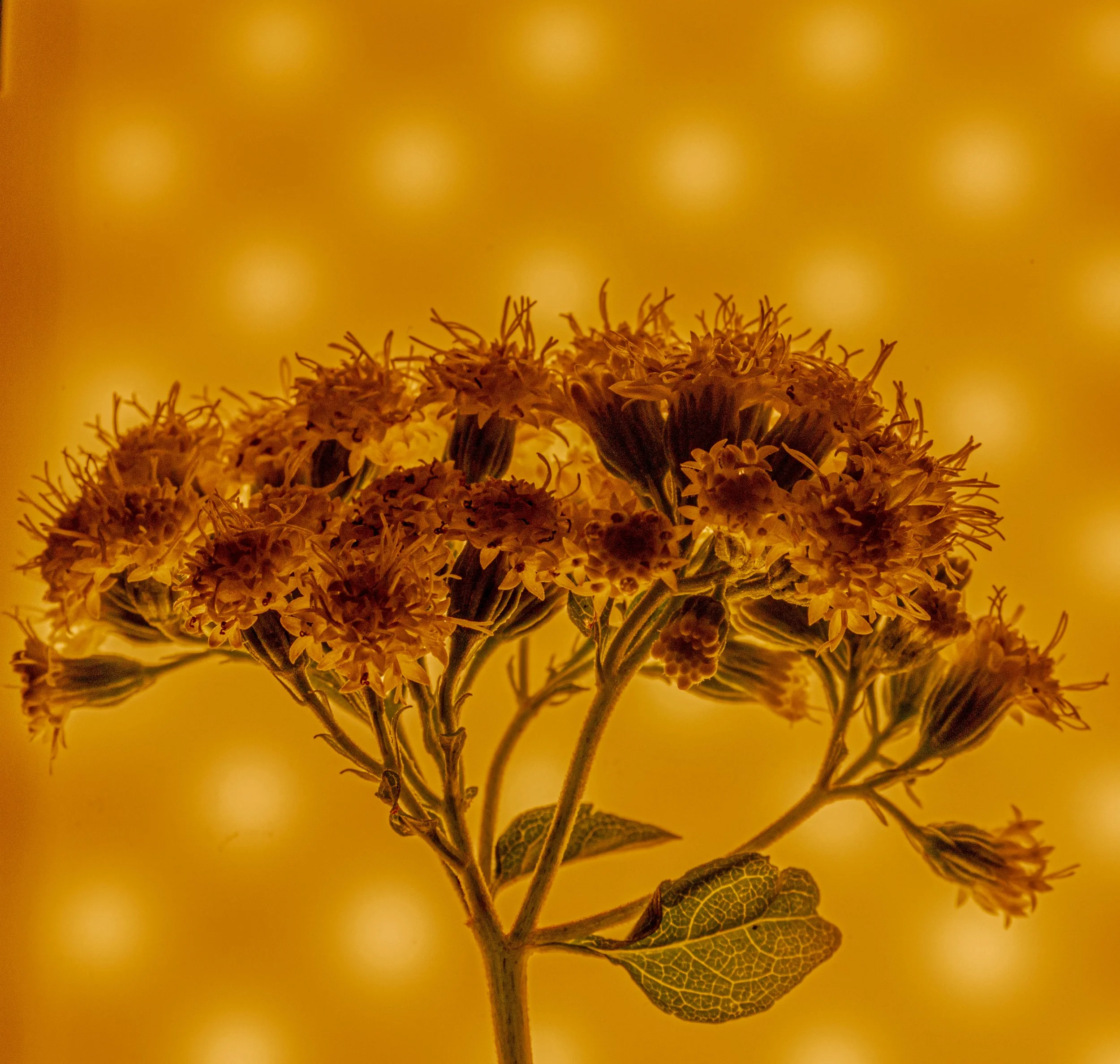 TheBloomInAmberLight-30.jpg