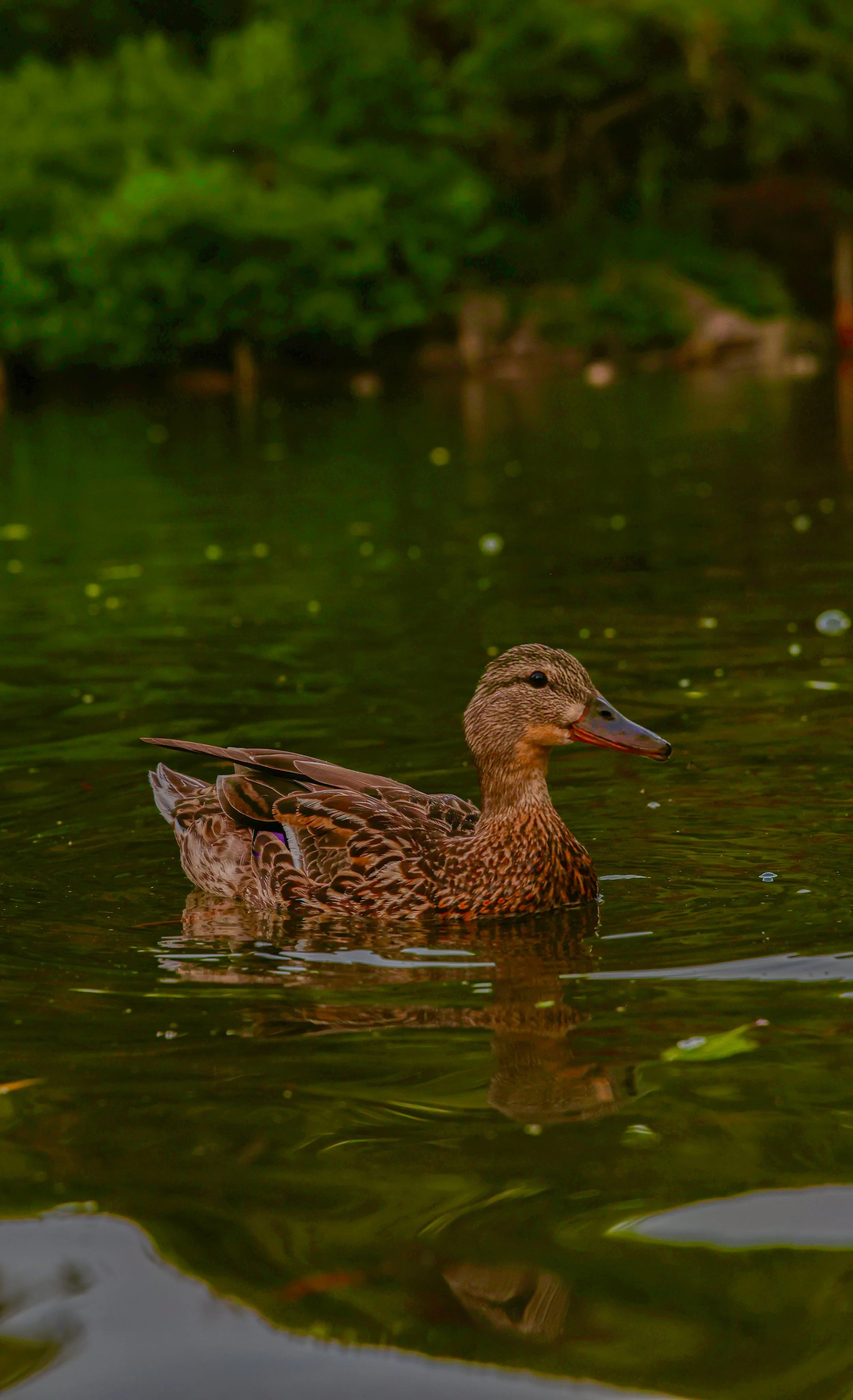 duck-30.jpg