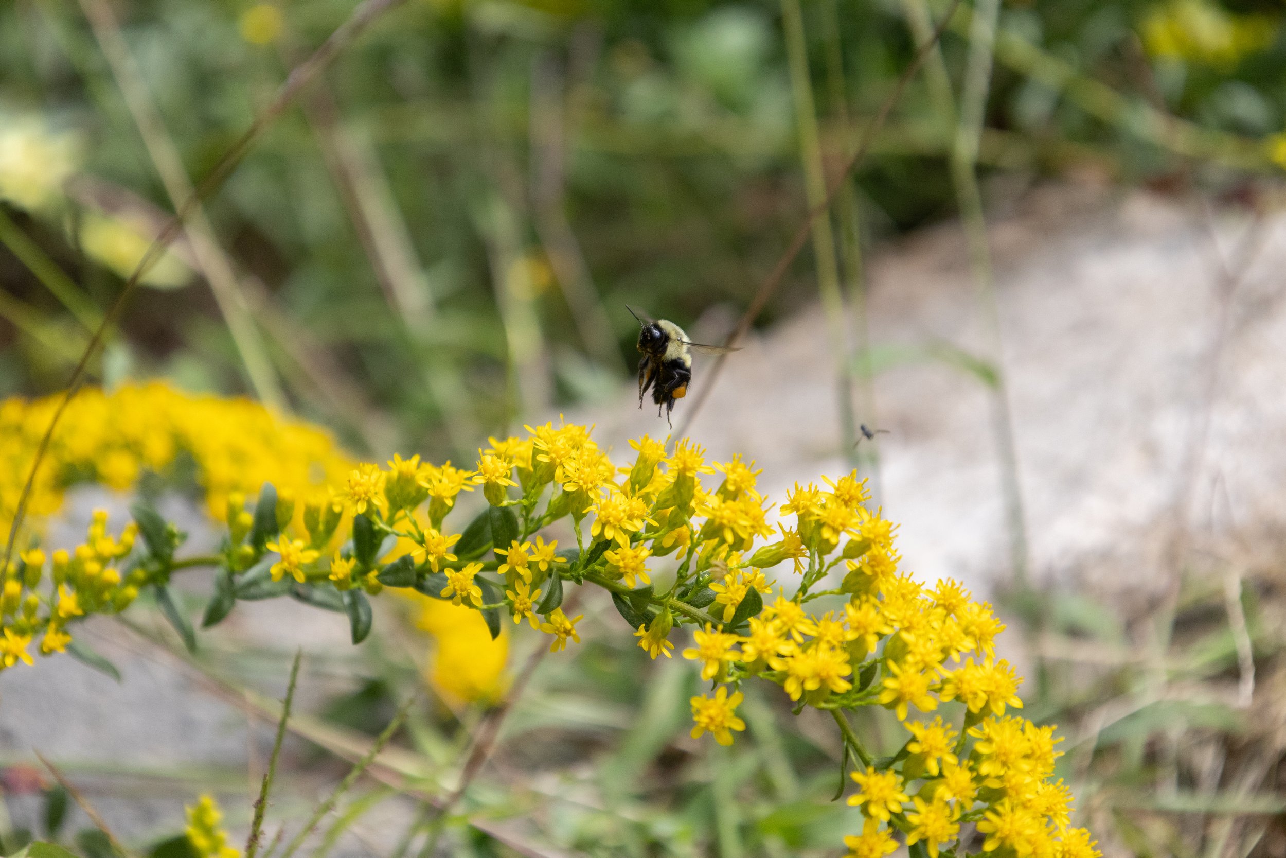 bee-30.jpg