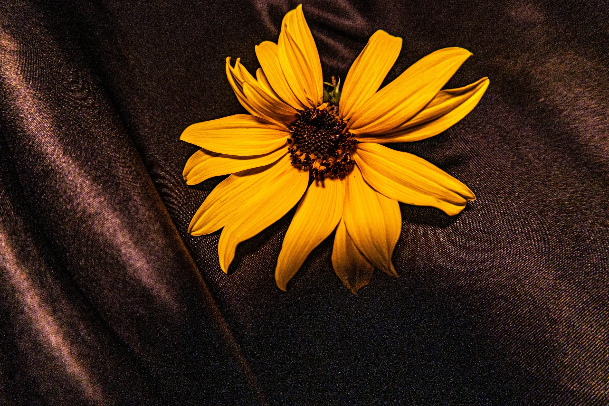 Sun at Midnight.jpg