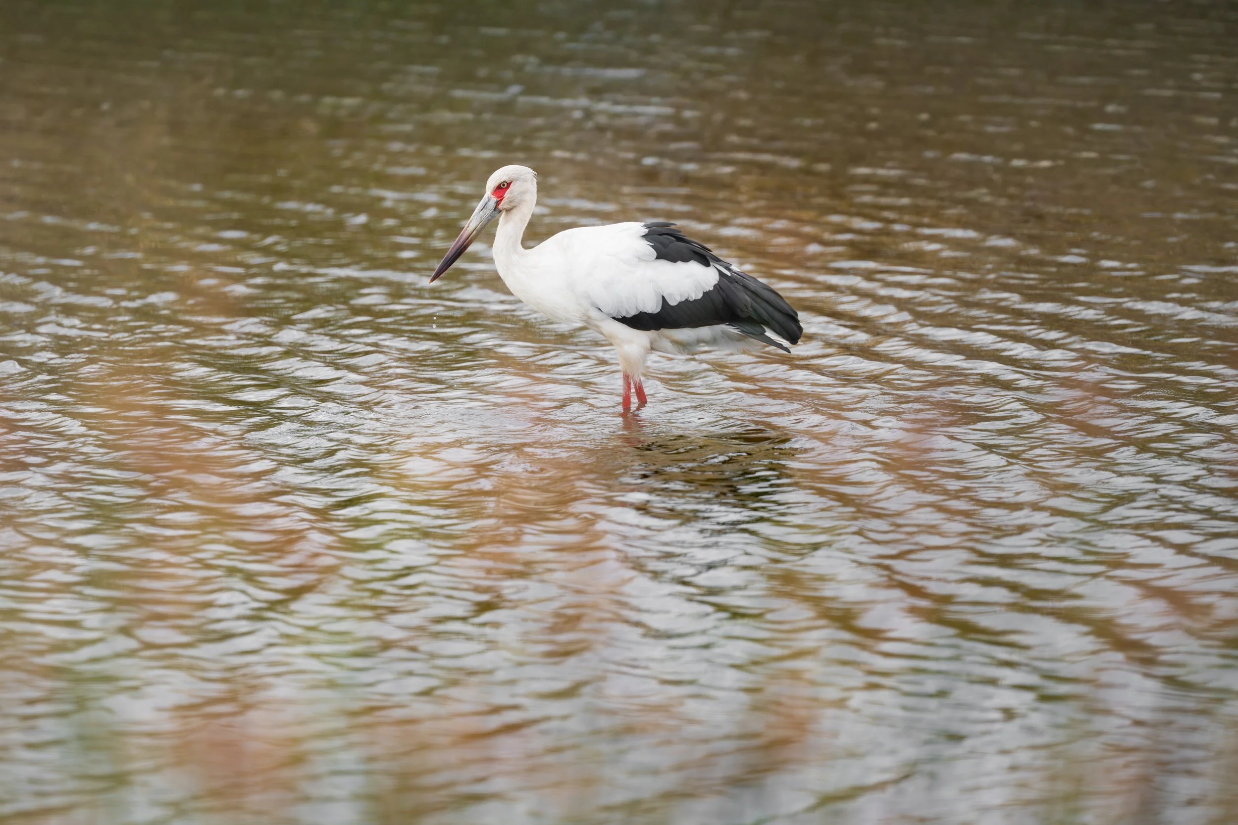 Maguari Stork