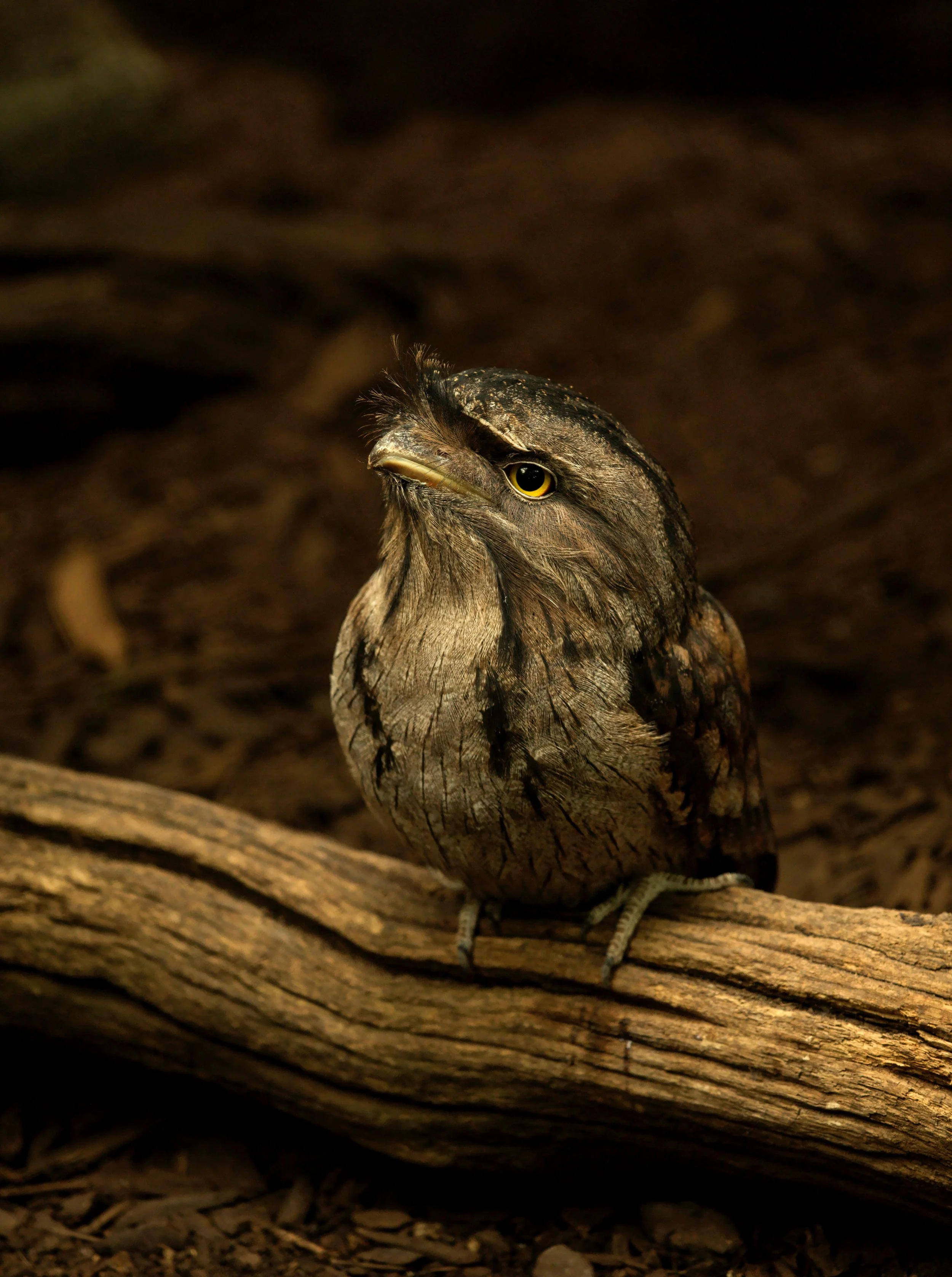 Eulenschwalm ( Zoo München )