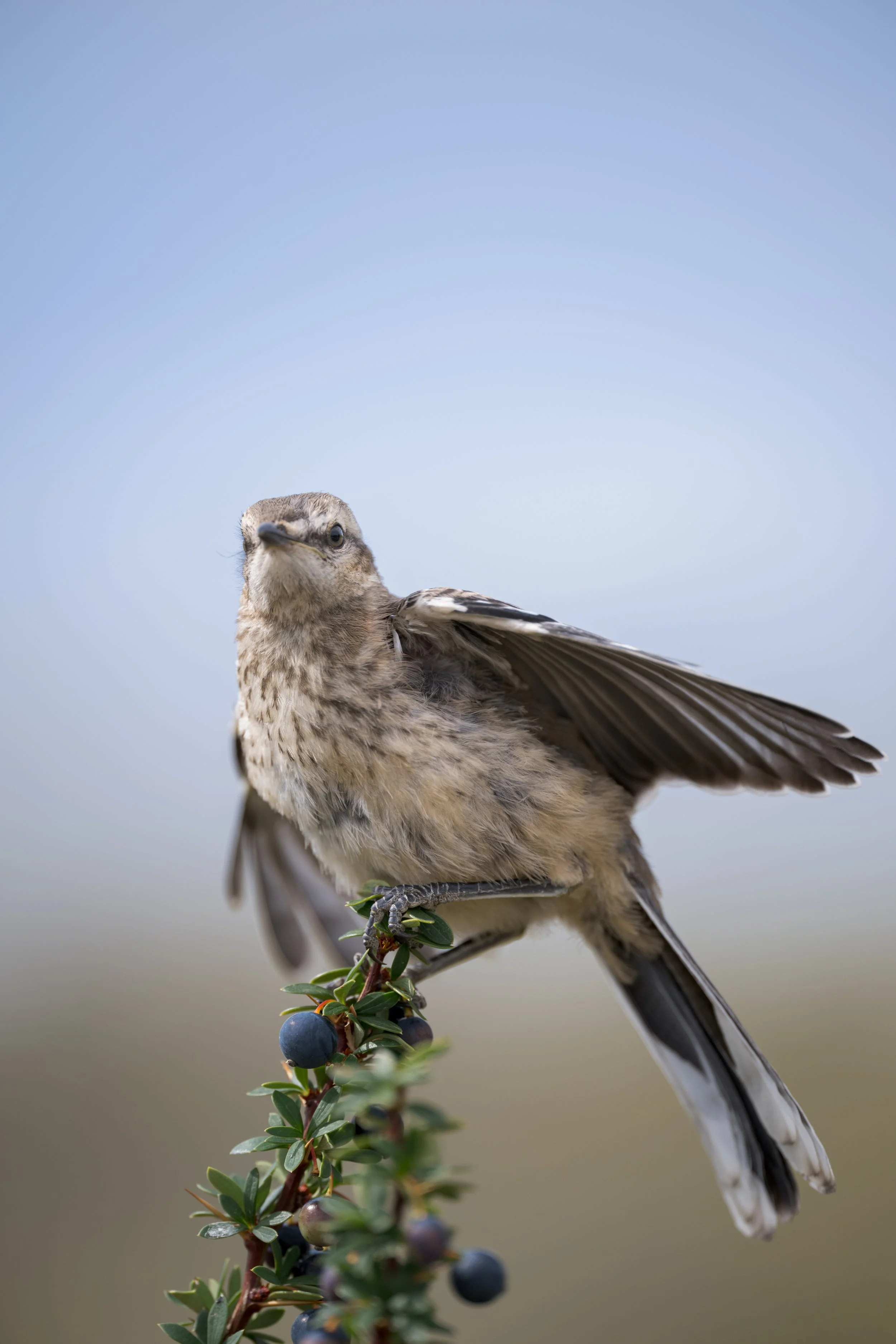 Chalk-browed Mockingbird / Campos-Spottdrossel / Calandria castaña