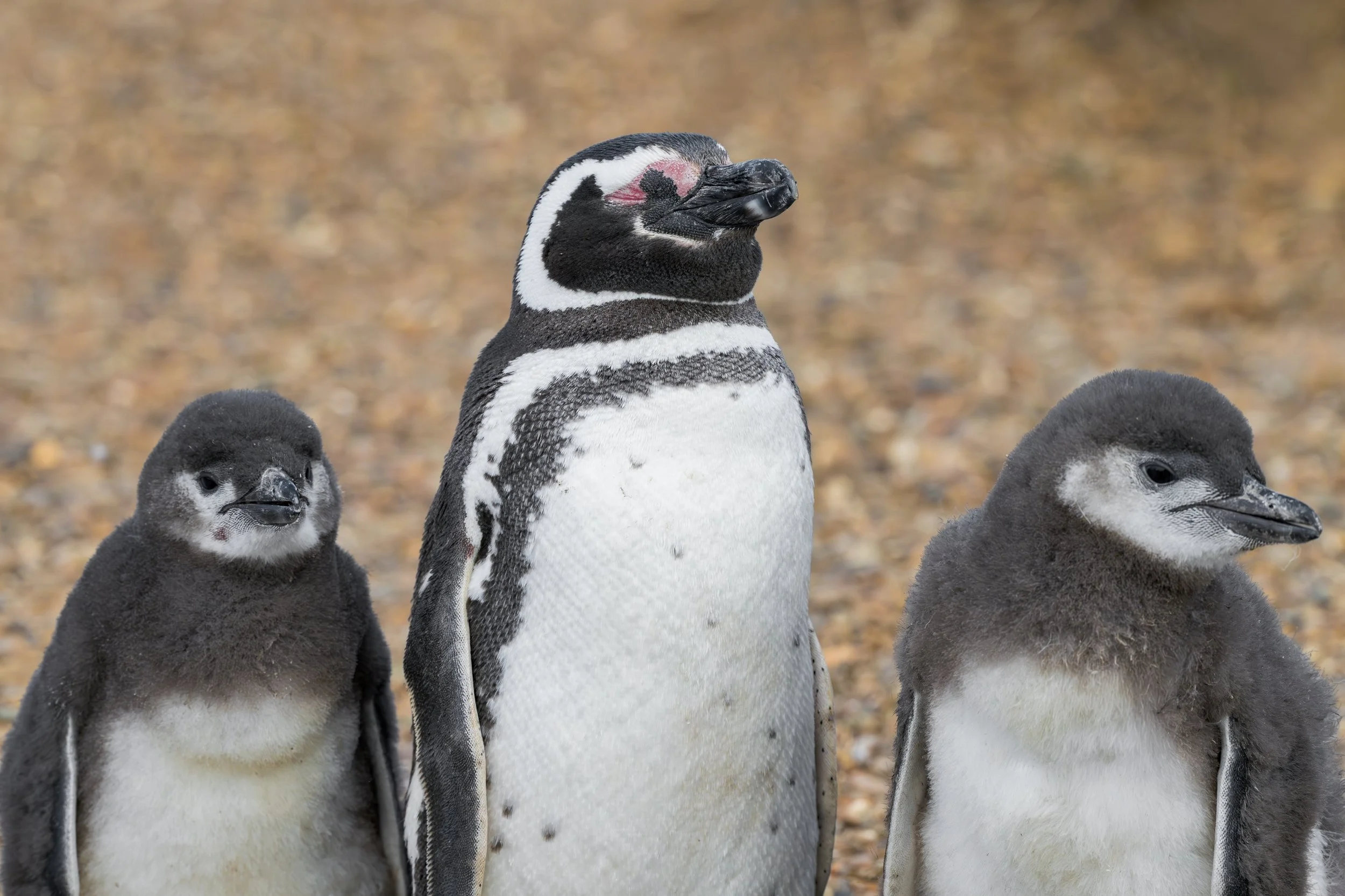 Magellanic penguin / Magellanpinguin / Pingüino magallánico