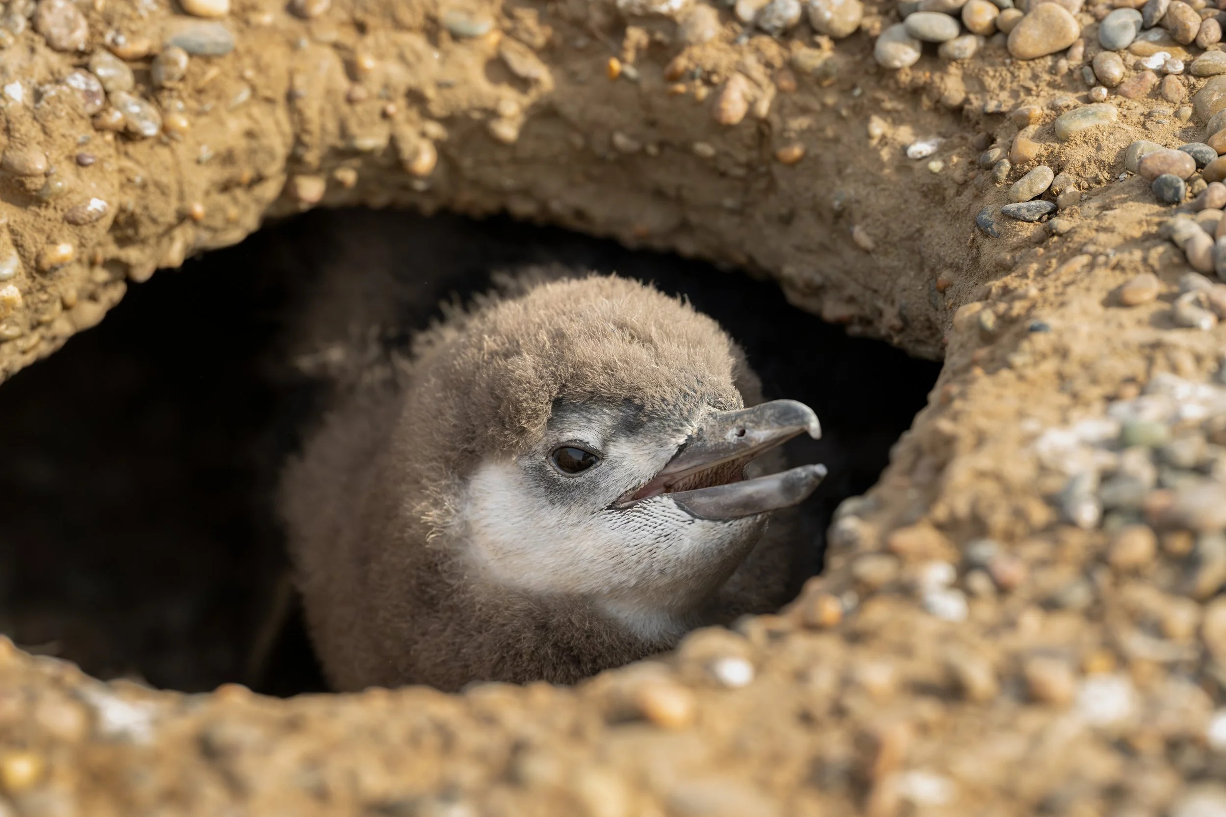 Magellanic penguin / Magellanpinguin / Pingüino magallánico