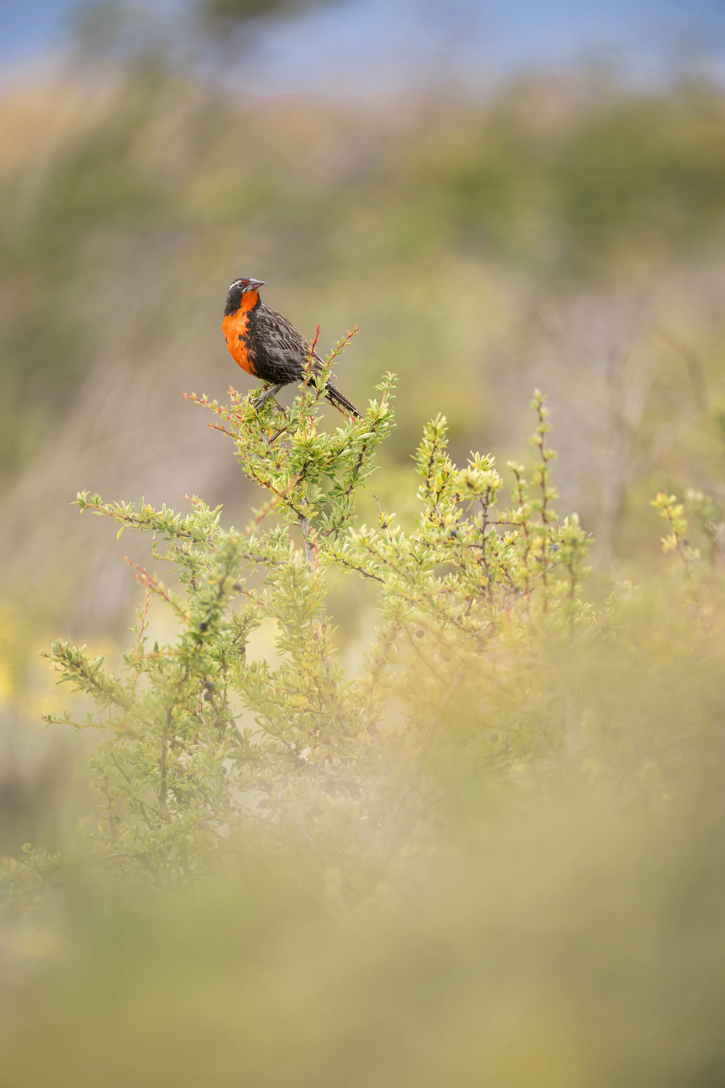 Long-tailed Meadowlark