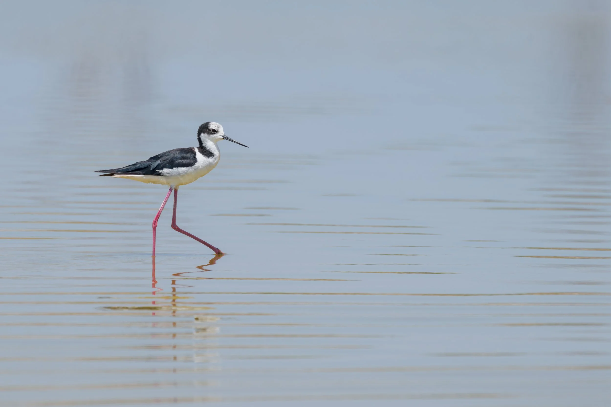 Black-necked Stilt / Amerikanischer Stelzenläufer / Cigüeñuela de Cuello Negro 

