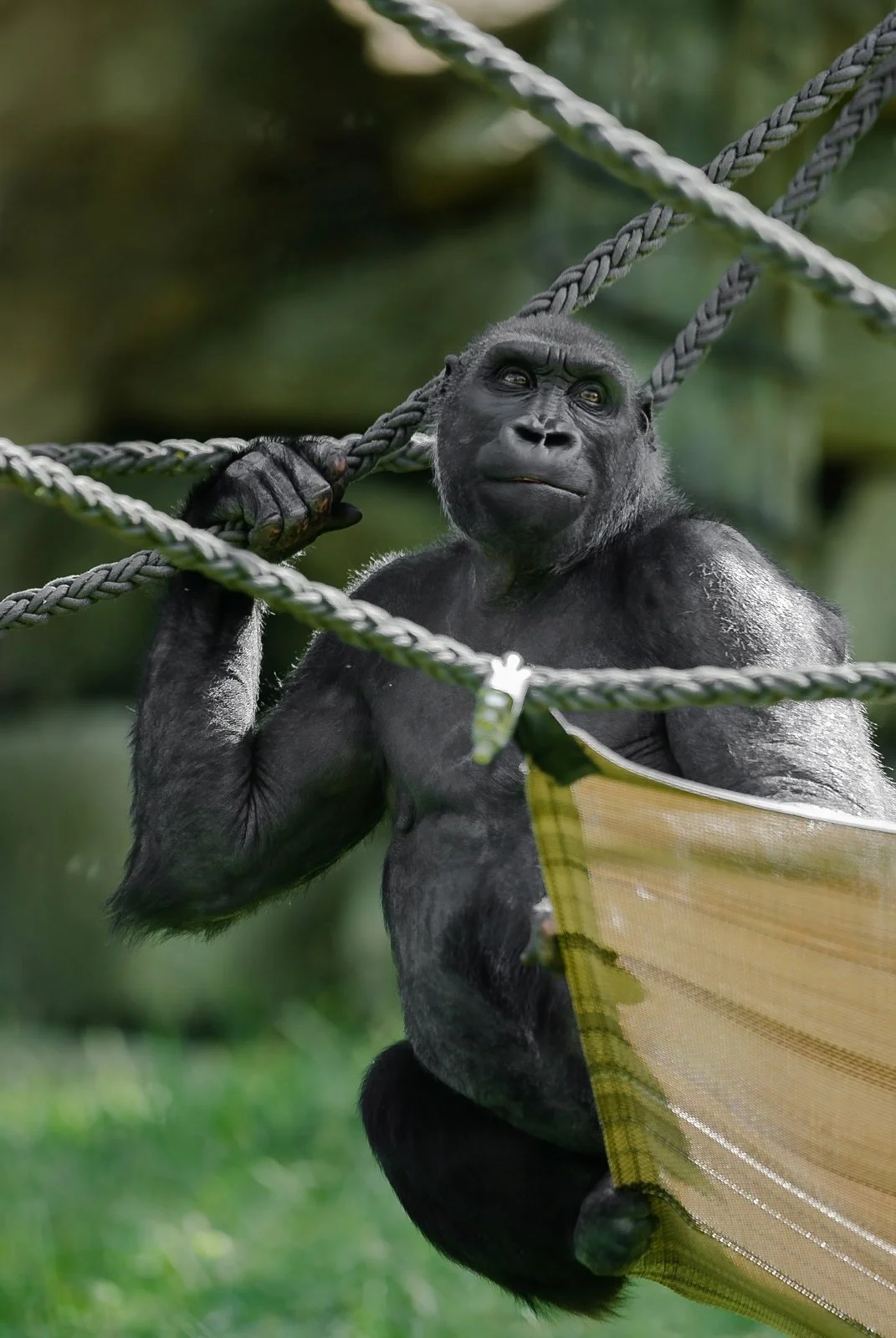 ( Zoo / Deutschland )