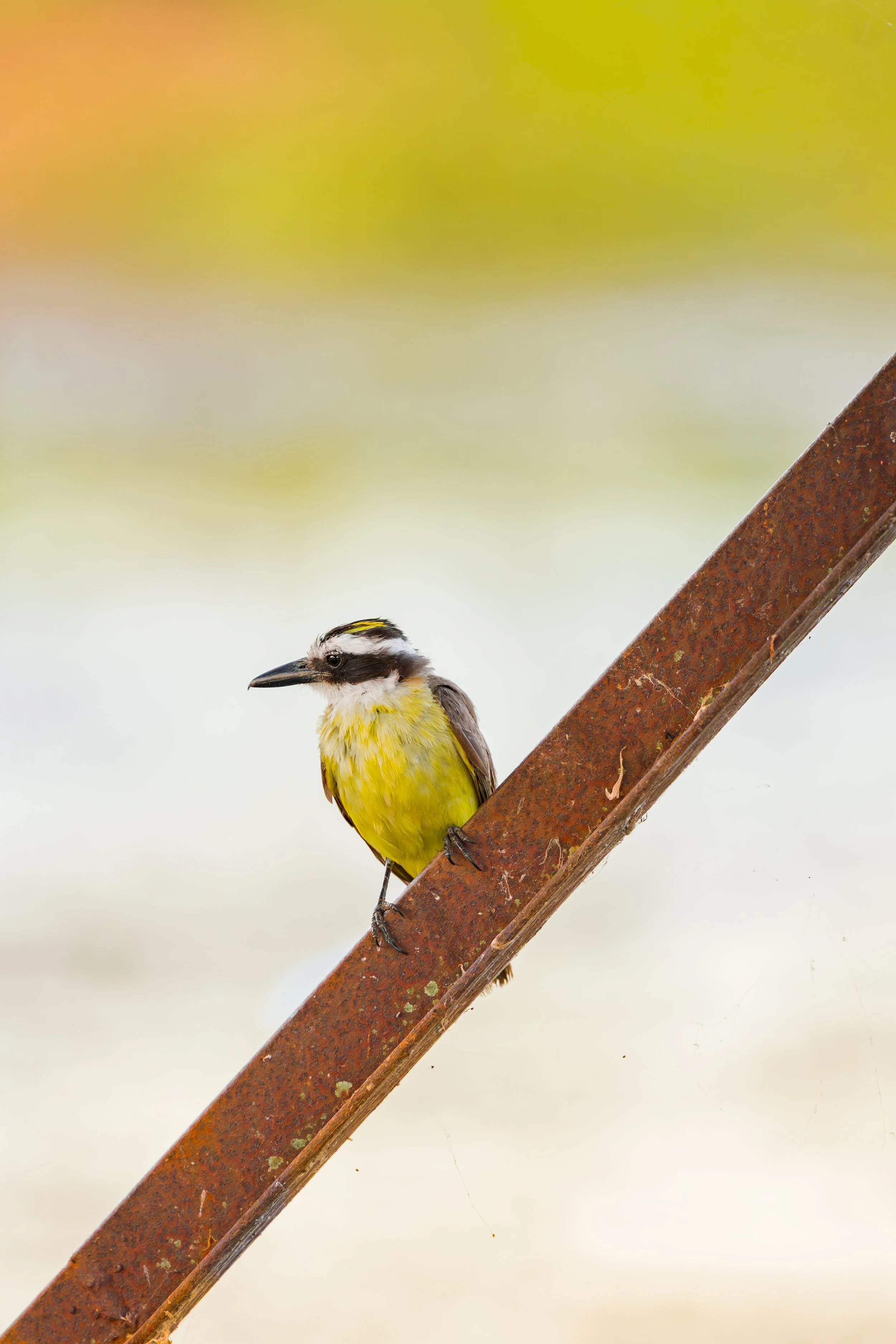Schwefeltyrann / Great Kiskadee / Benteveo