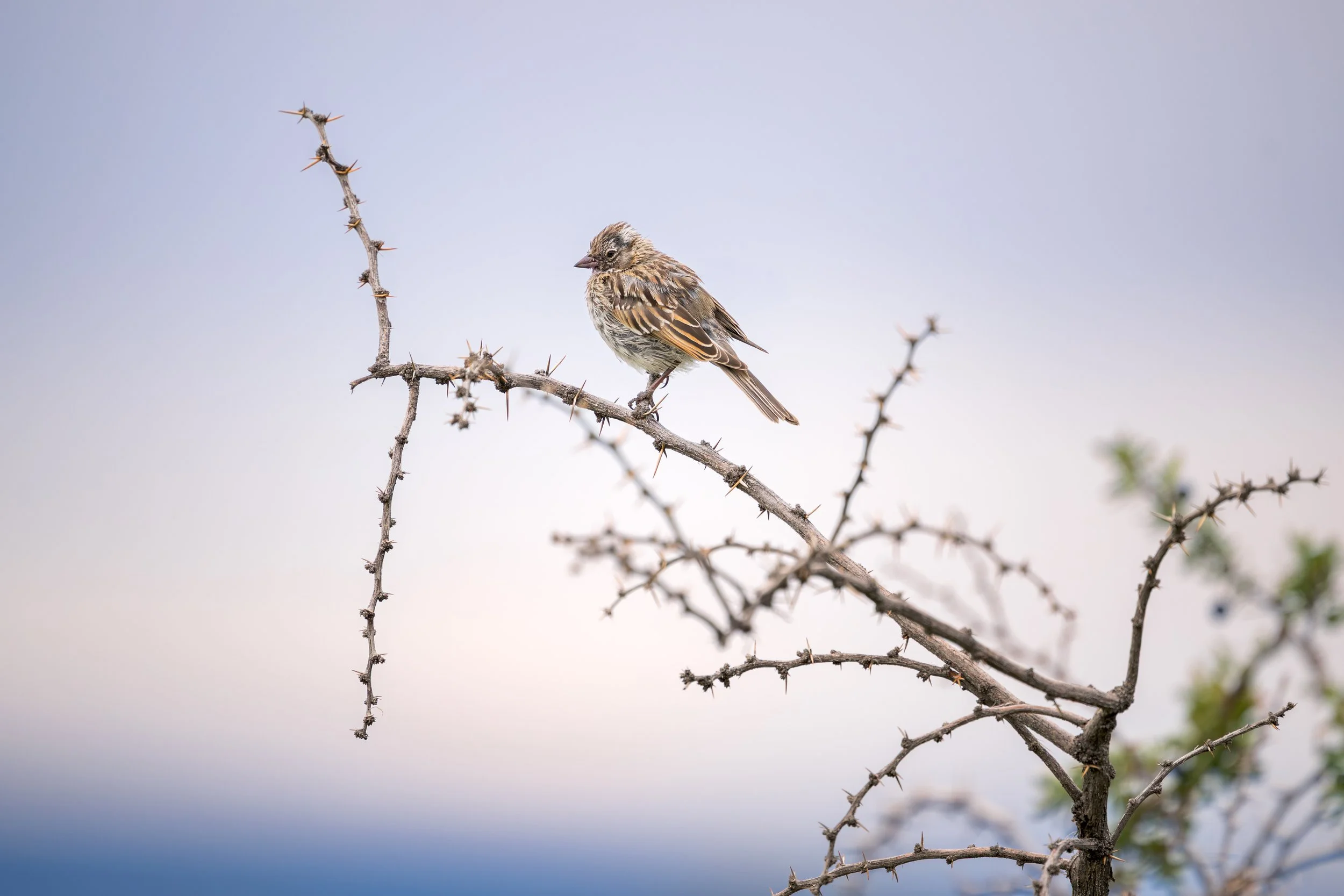 Pine Bunting / Fichtenammer / Escribano cabeciblanco