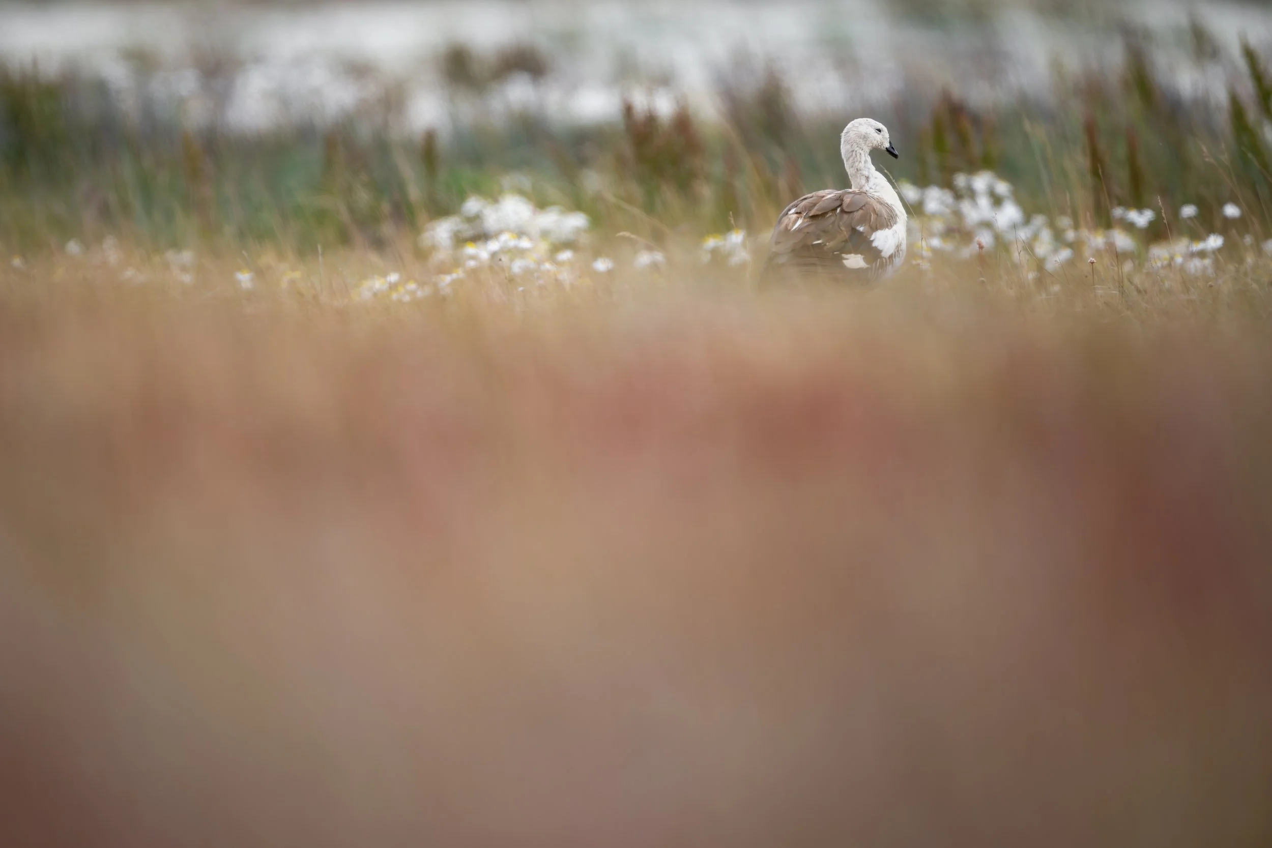 Upland goose / Magellangans / Caiquén
