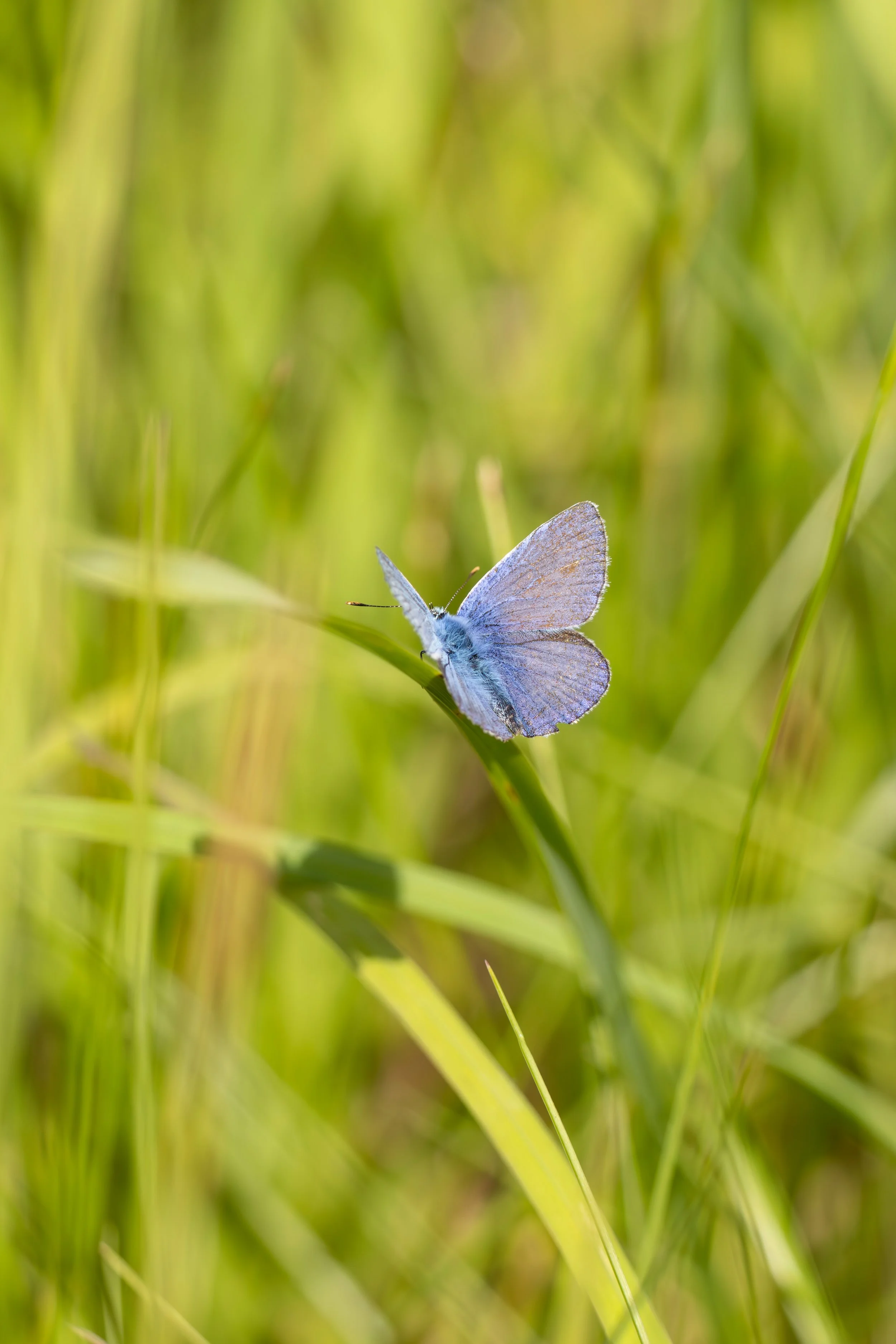 Hauhechel-Bläuling  ( Schweden )