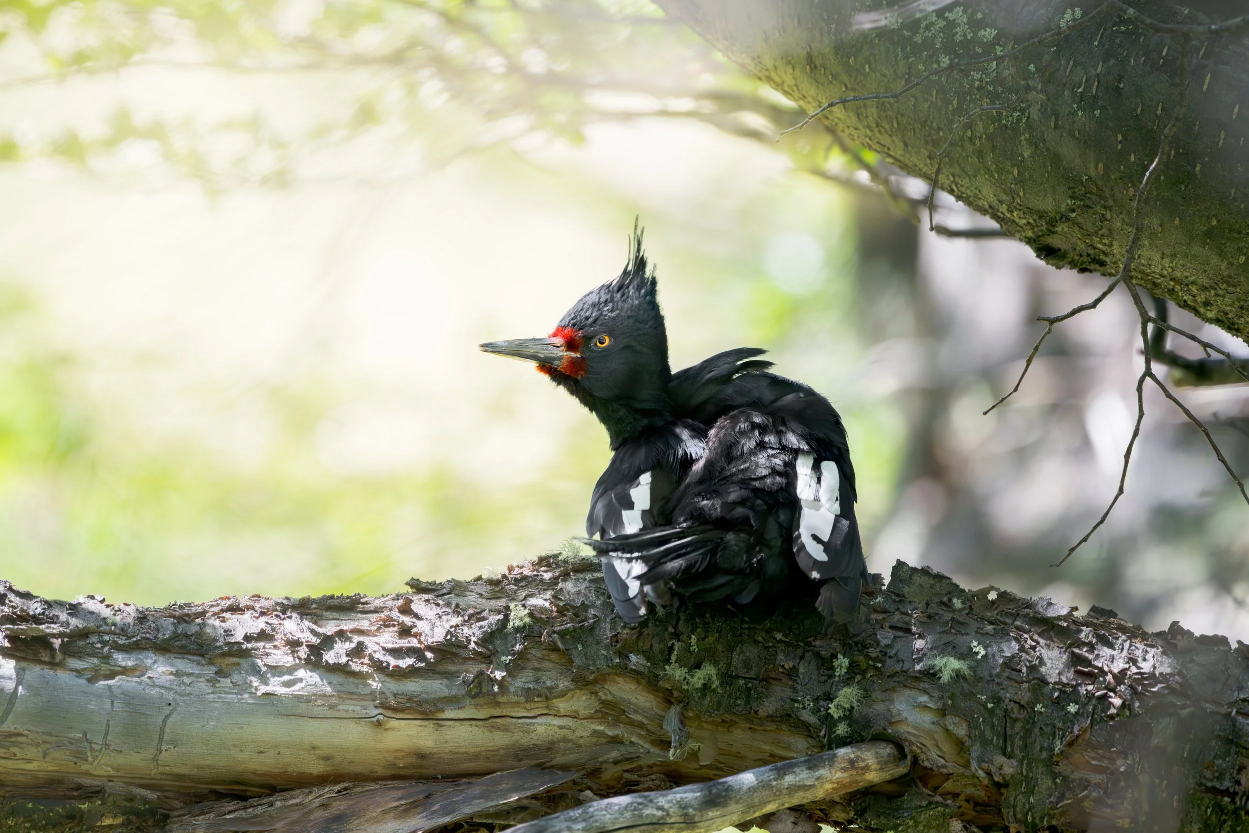 Magellanic woodpecker female