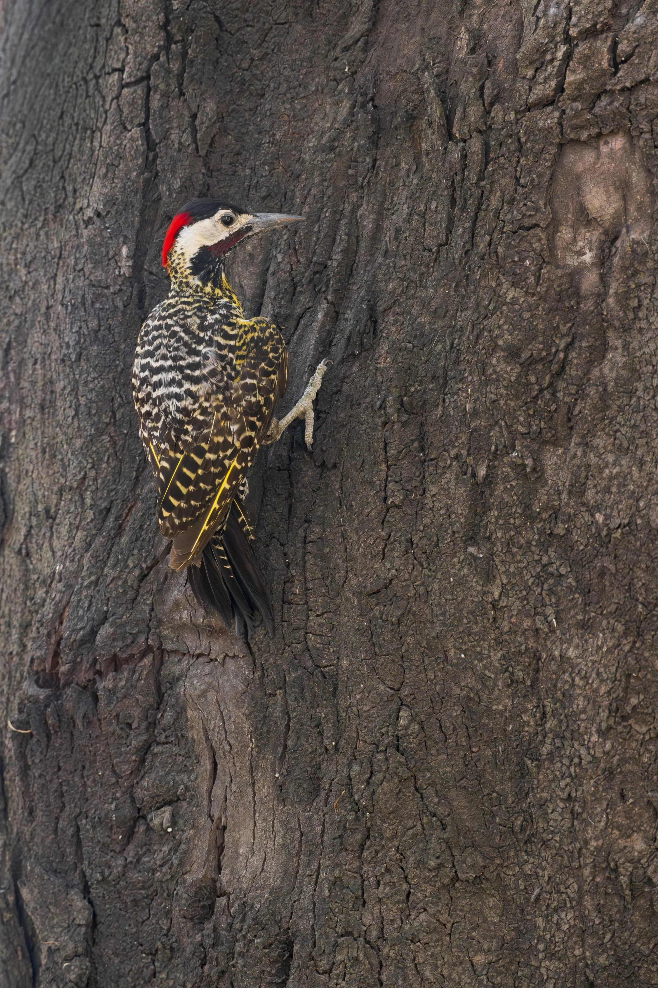 Green-barred Woodpecker