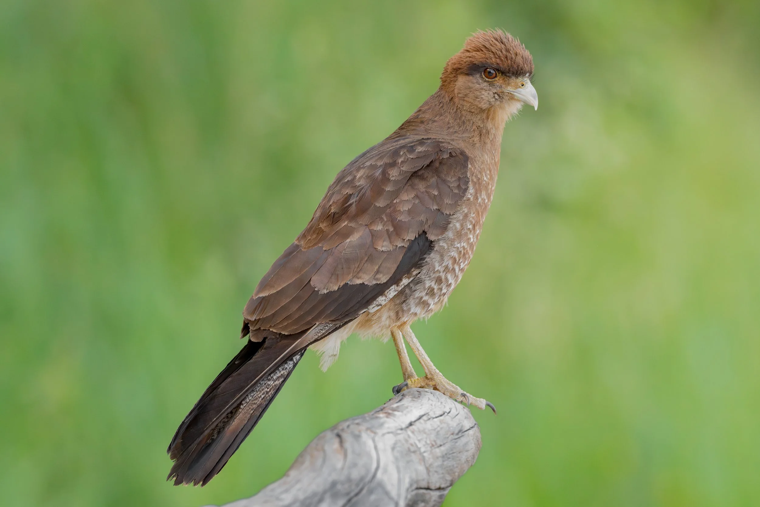Chimango Caracara