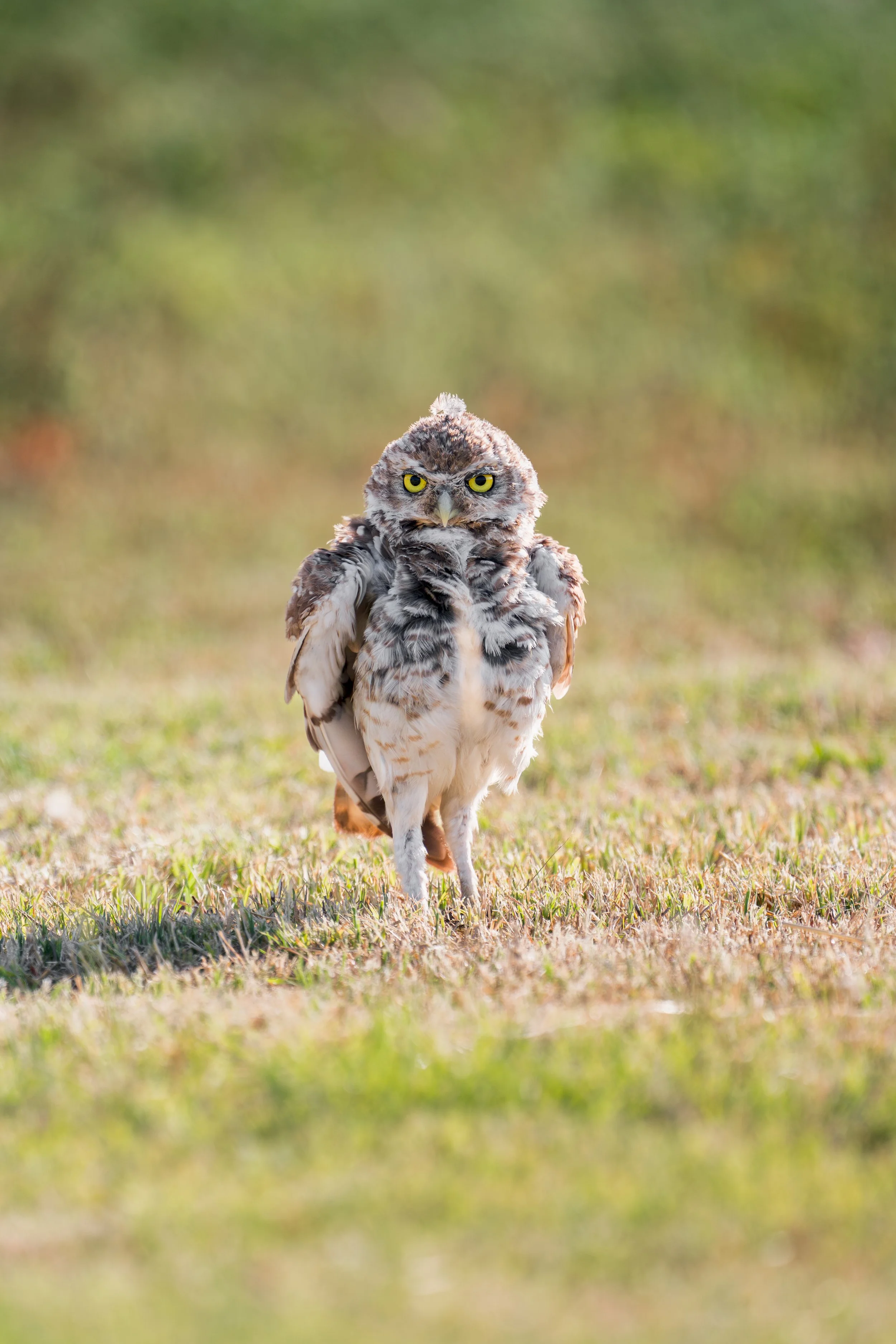 Burrowing Owl