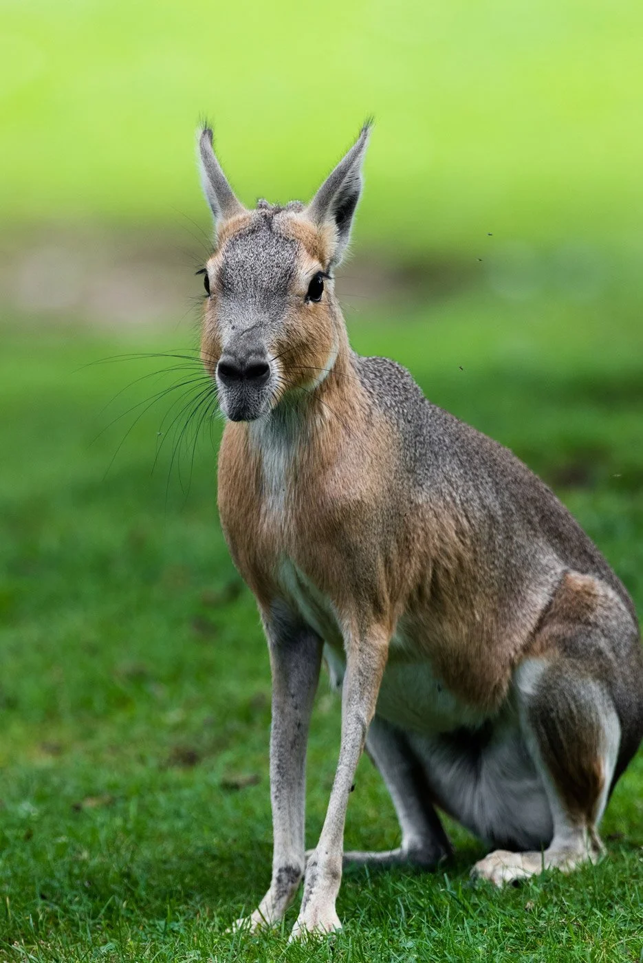 ( Zoo / Deutschland )