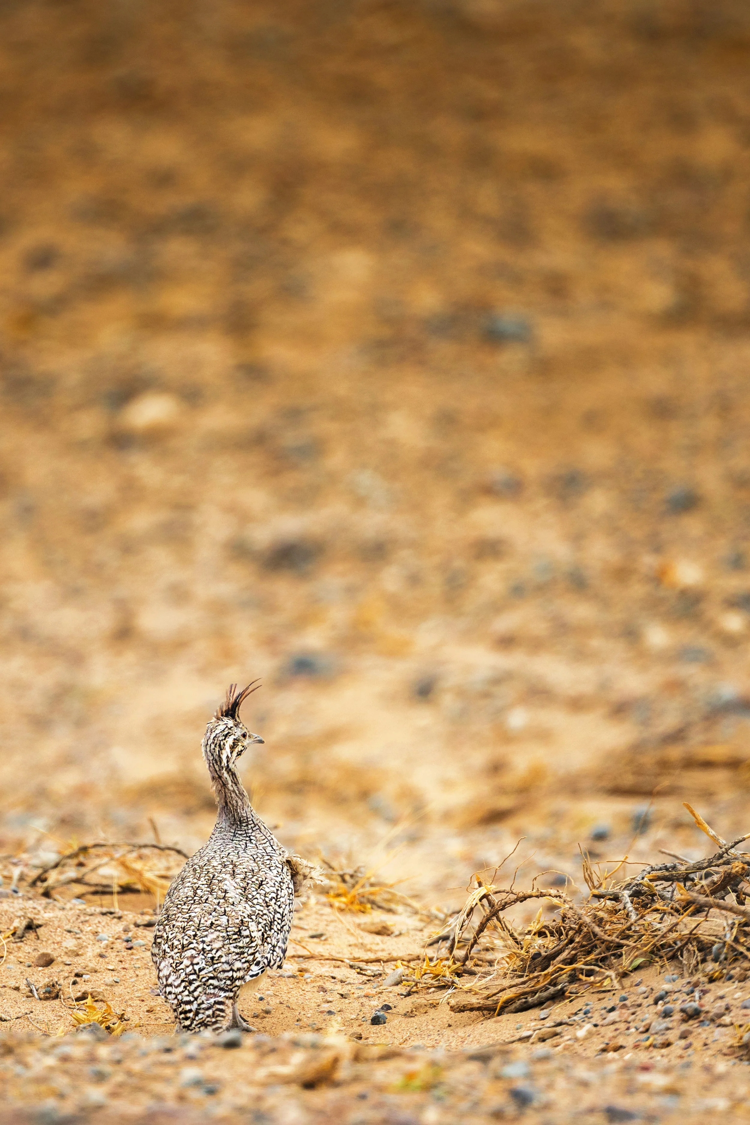 Elegant Crested Tinamou / Schmucksteißhuhn. / Martineta comun 