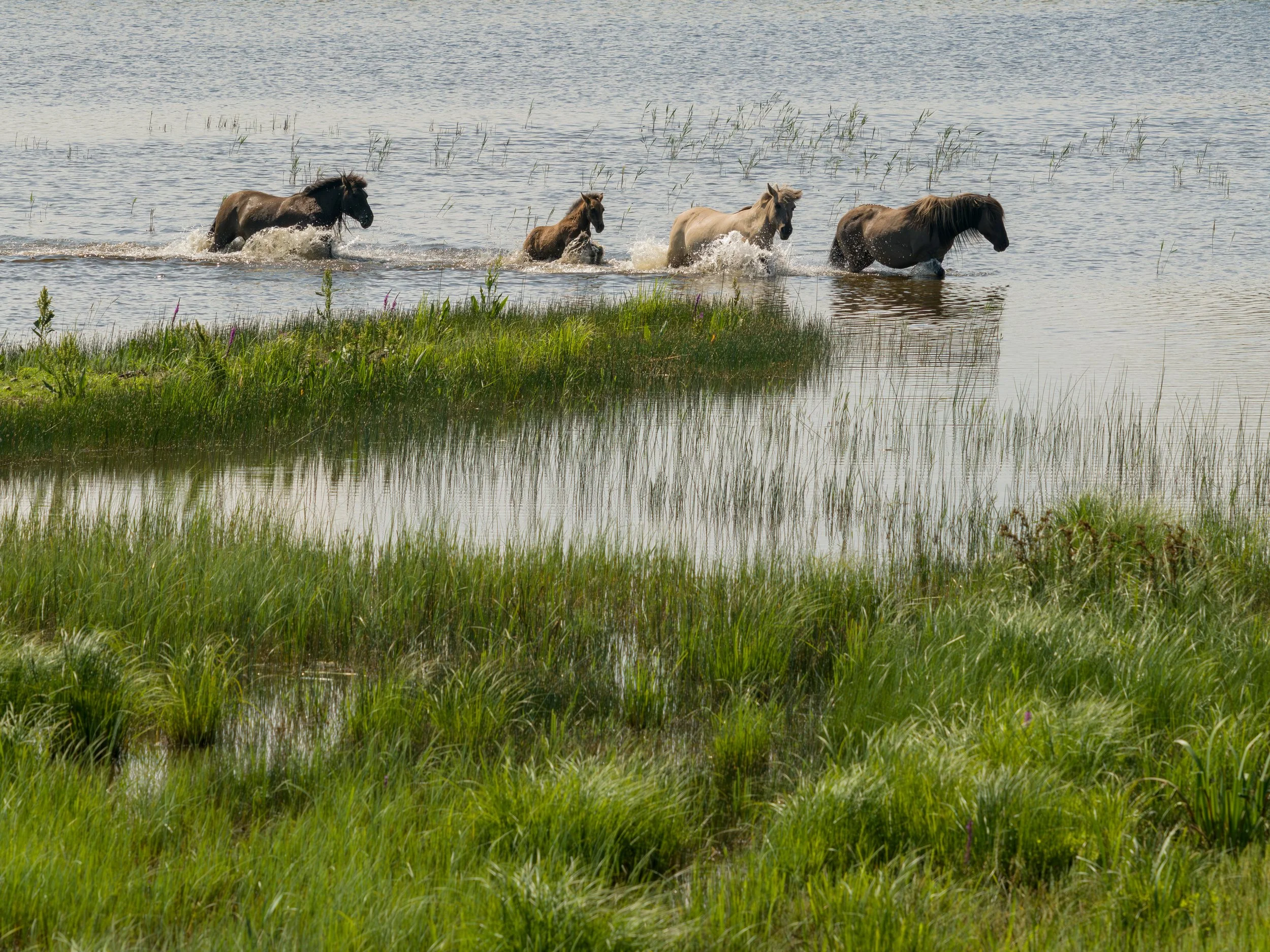 Wildepferde in Lettland