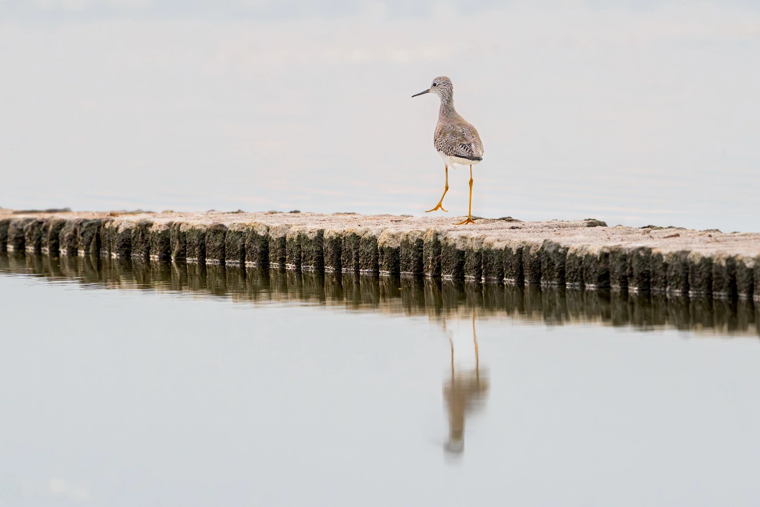 Lesser / Greater yellowlegs