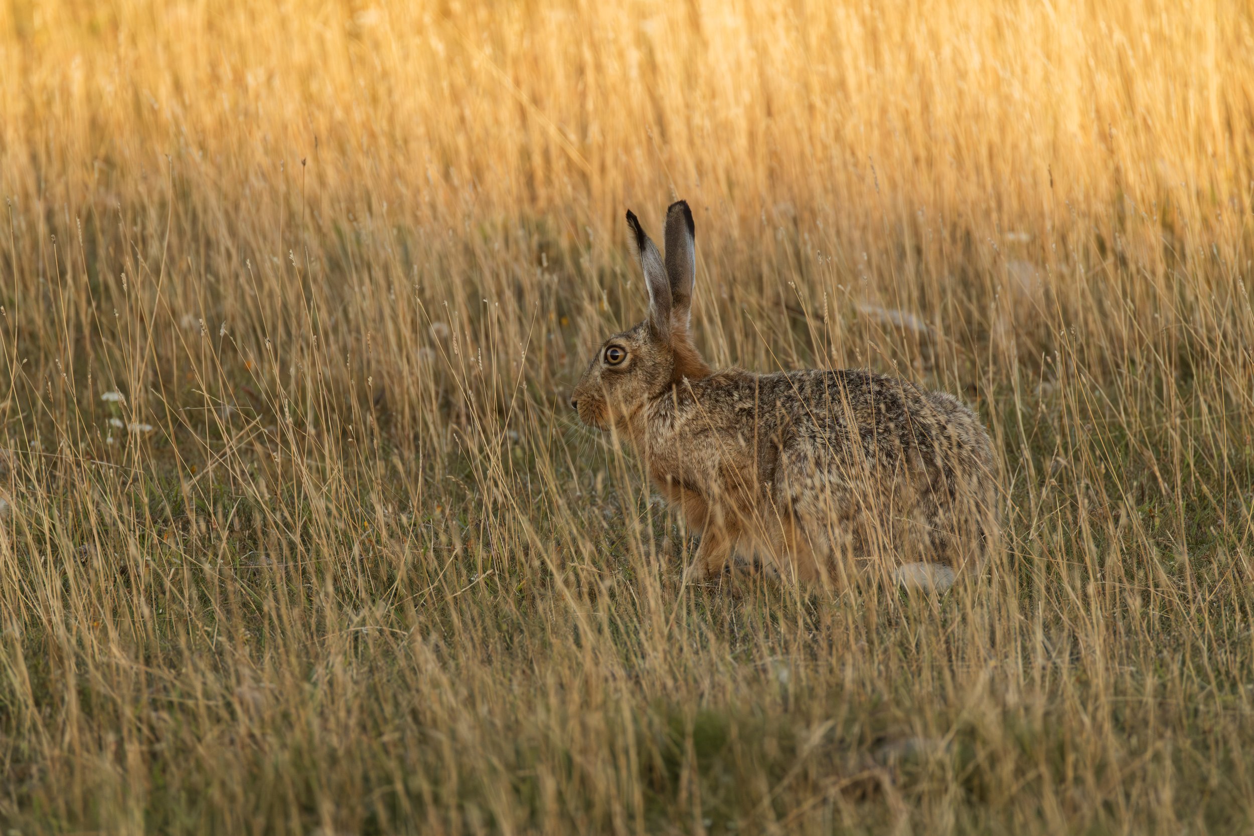 Hase ( Schweden )