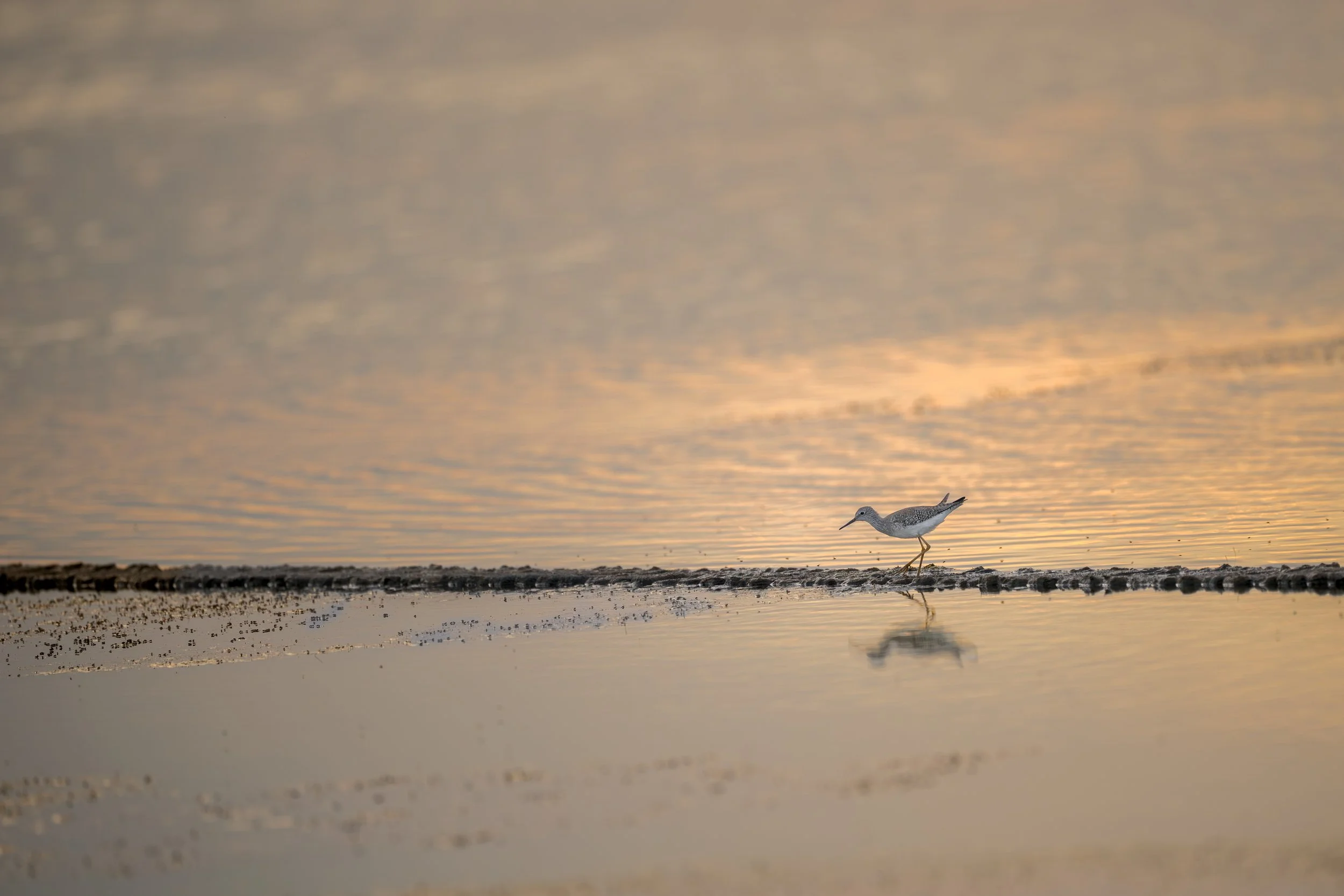 Lesser / Greater yellowlegs