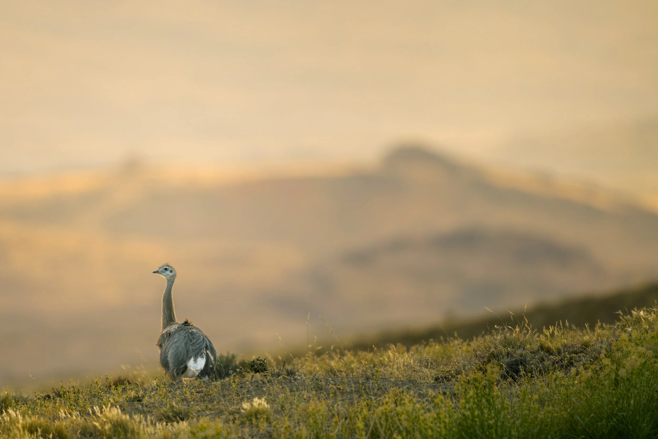 Darwin's rhea / Darwinnandu / Ñandú, Choique