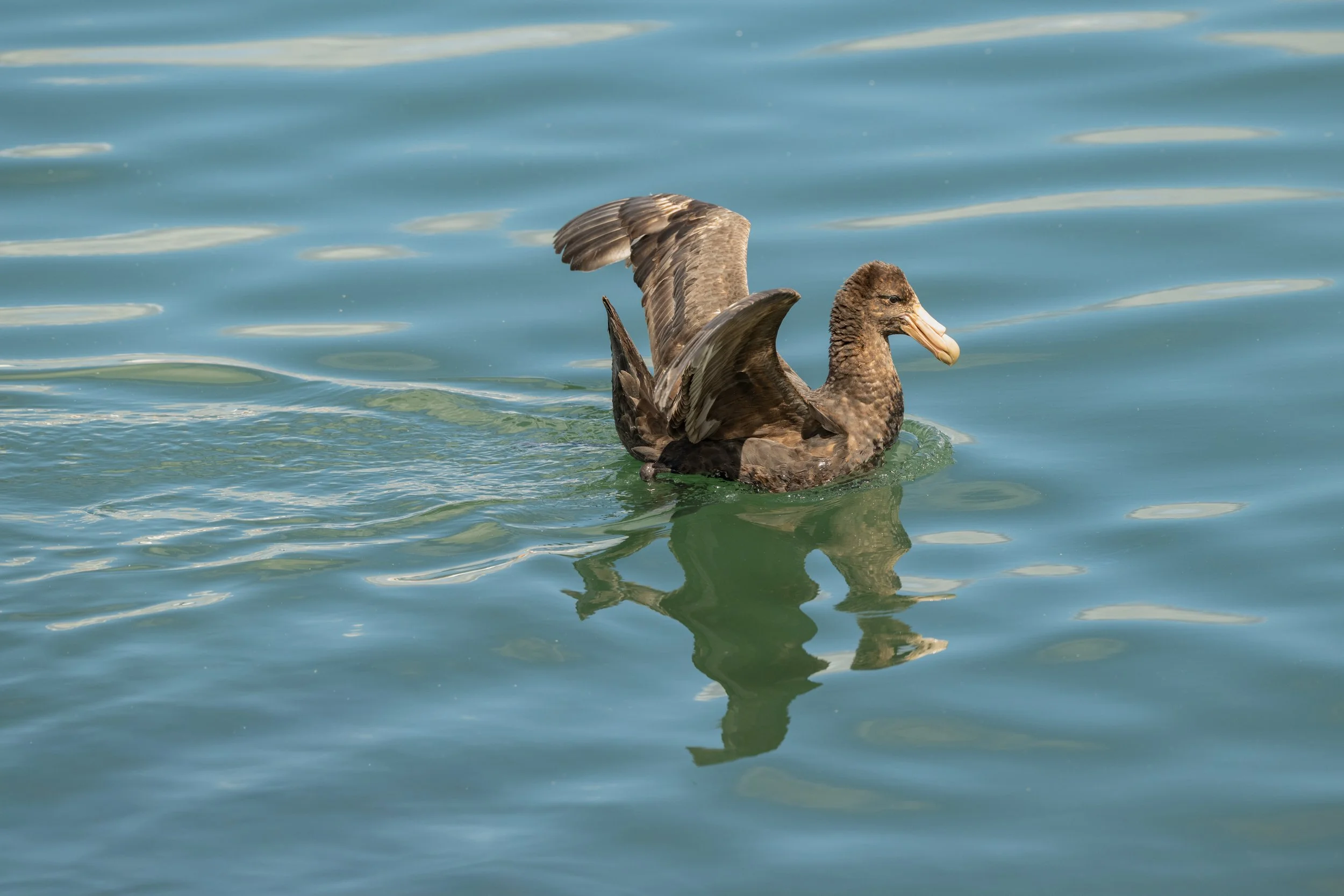 Giant Petrel / Riesensturmvögel / Petrel gigante