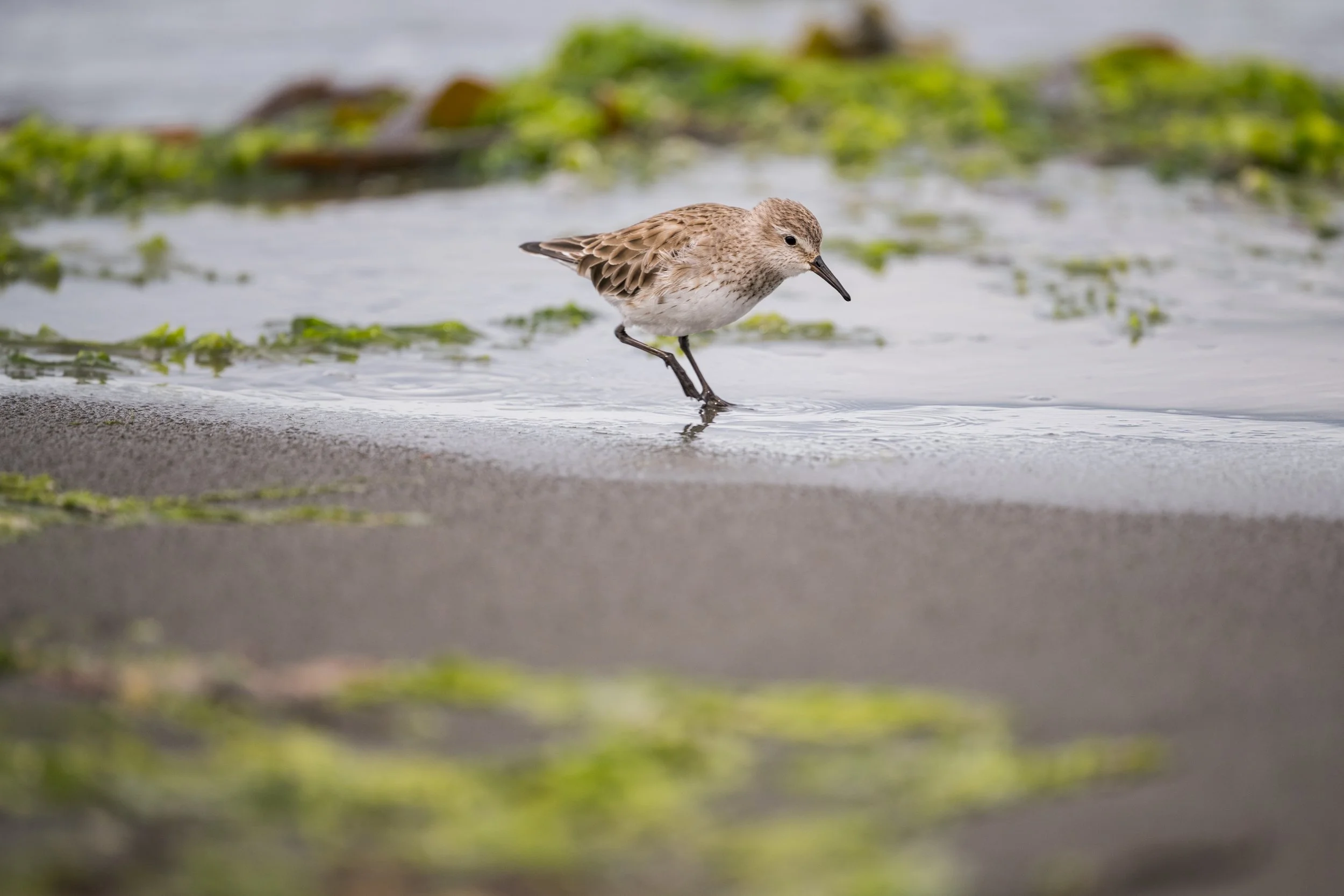 Correlimos de Baird / Bairdstrandläufer / Playero de Baird