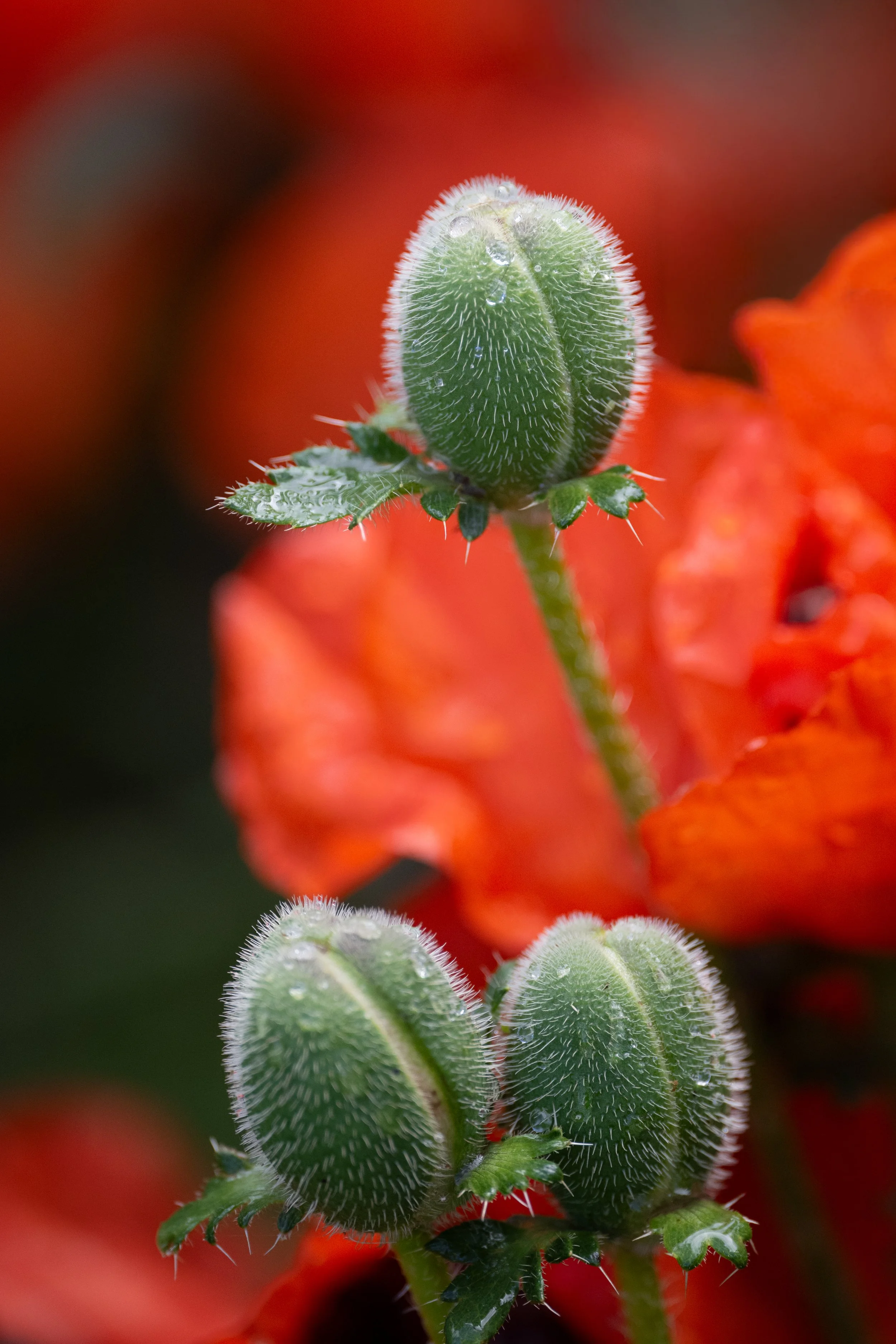 Mohnblüte ( Argentinien )