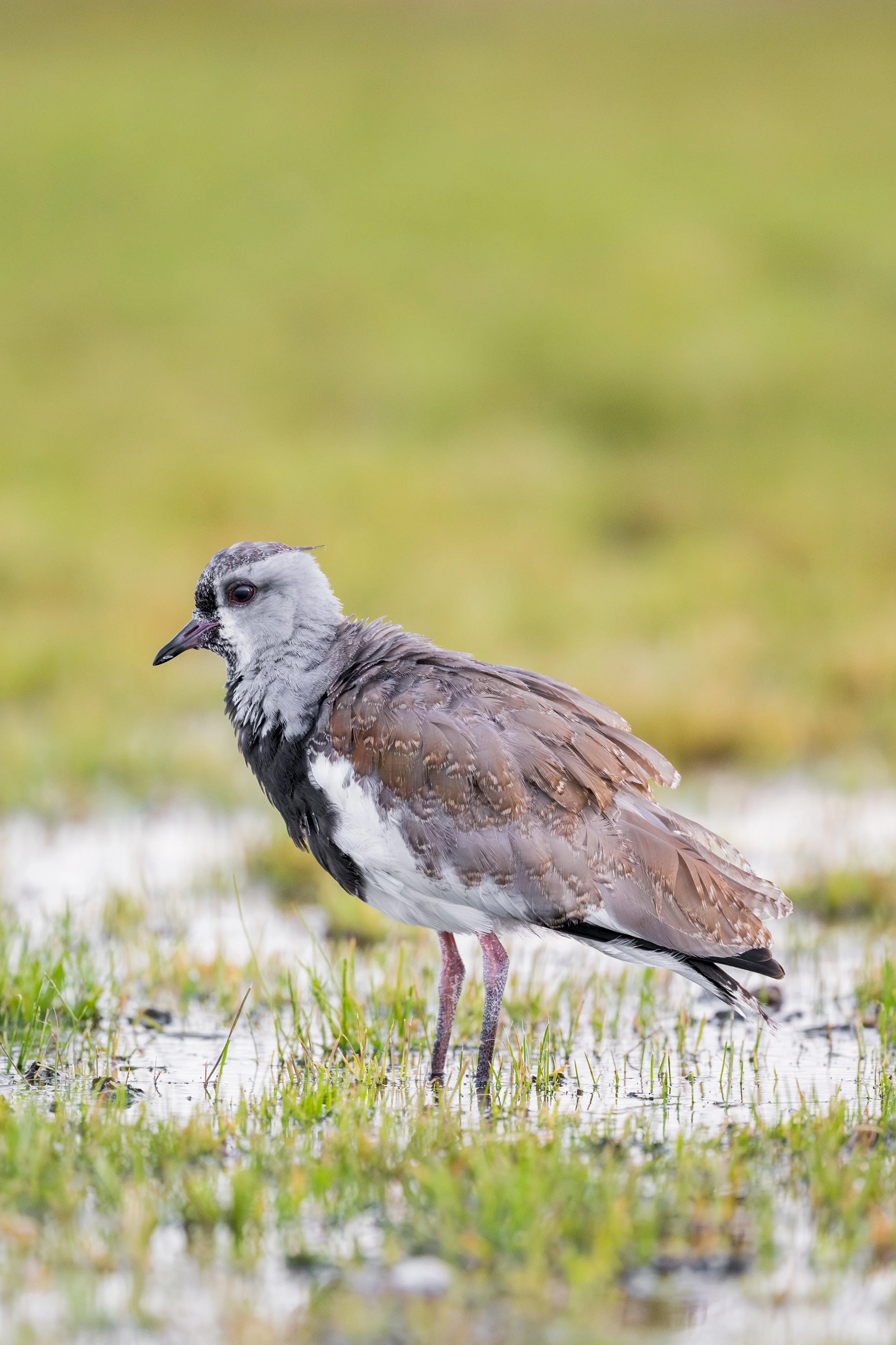Southern lapwing / Teru Teru 