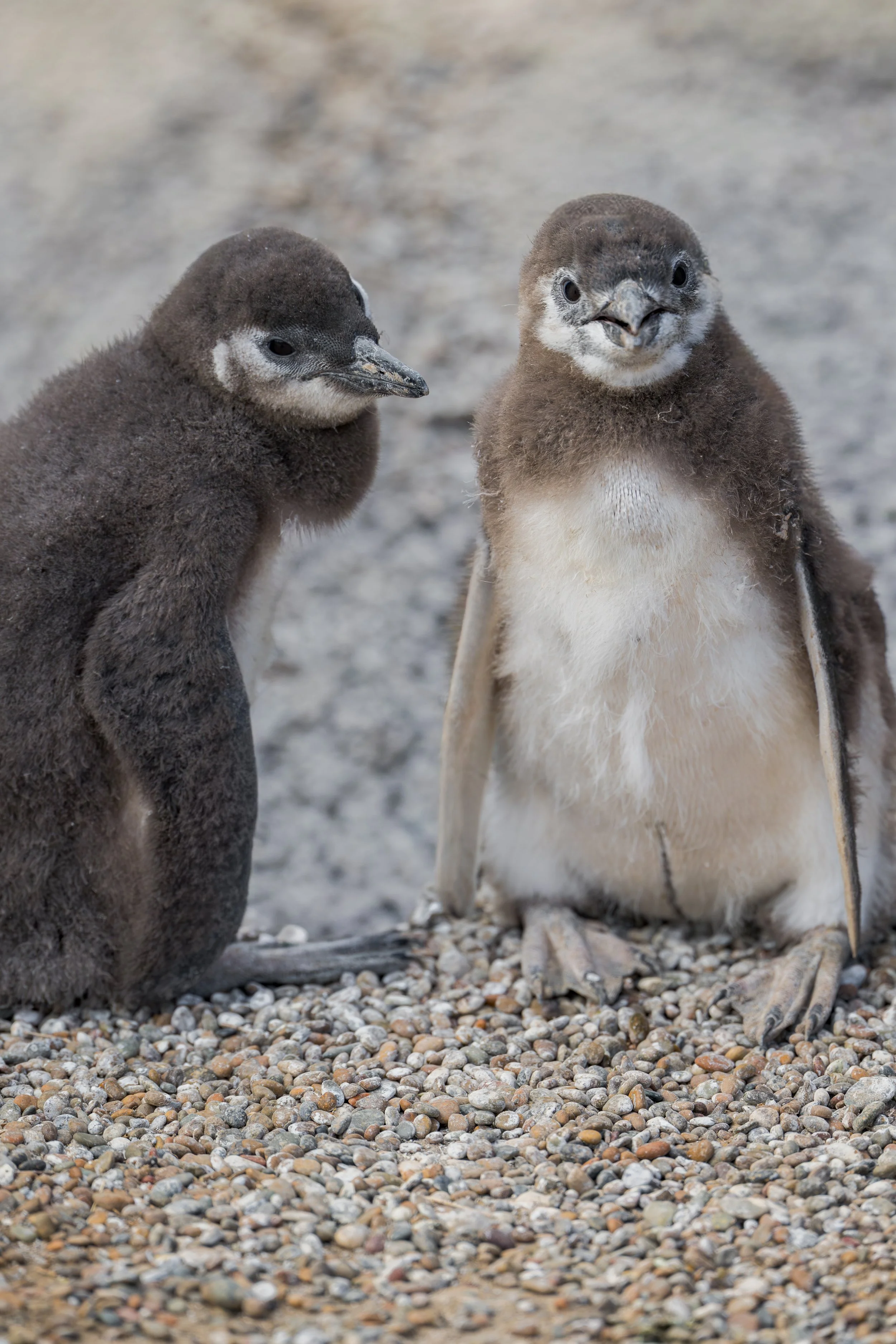 Magellanic penguin / Magellanpinguin / Pingüino magallánico