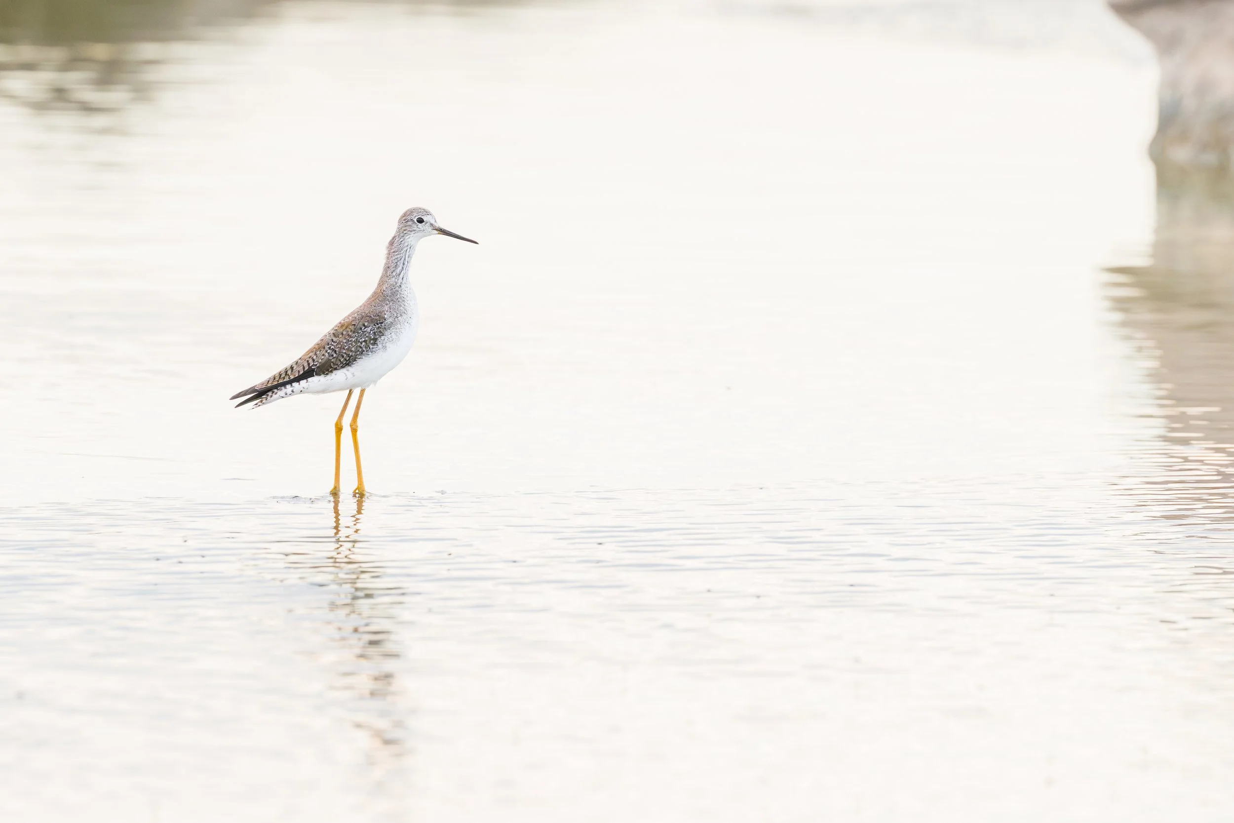 Lesser / Greater yellowlegs