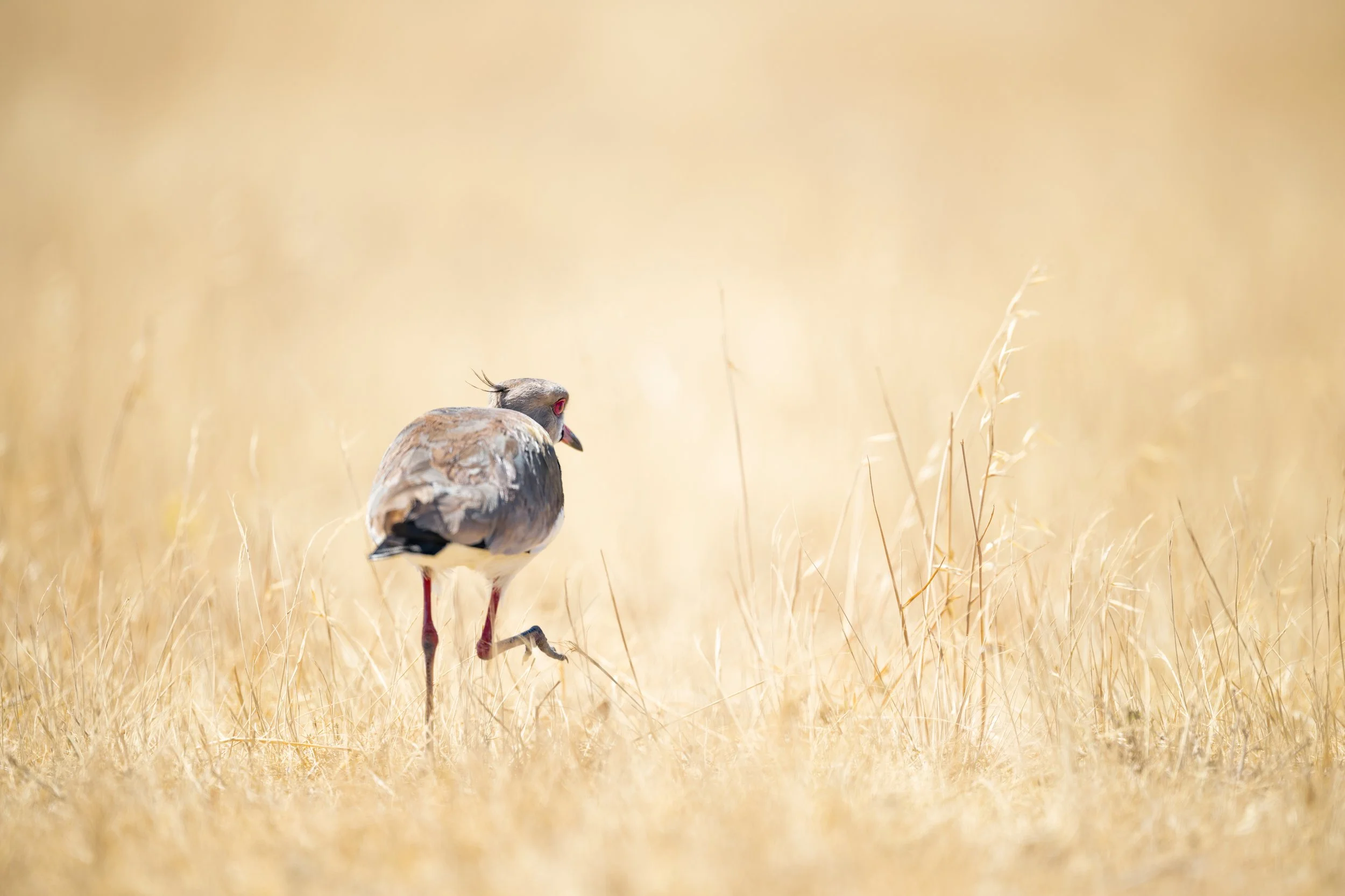 Southern lapwing / Teru Teru 