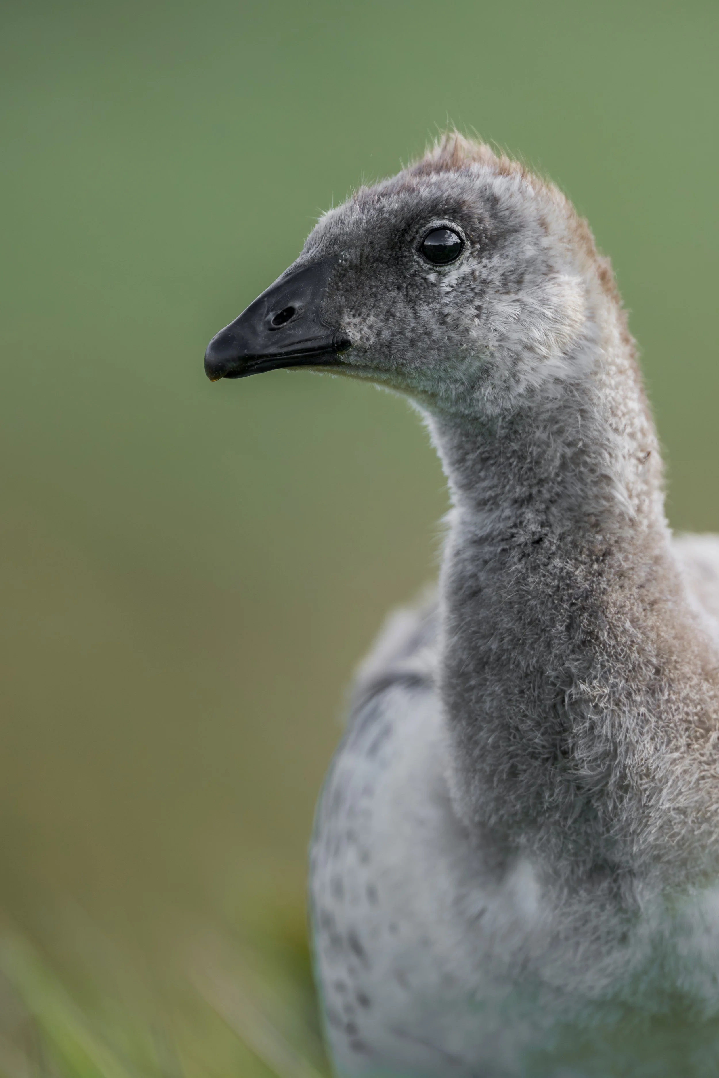 Upland goose / Magellangans / Caiquén