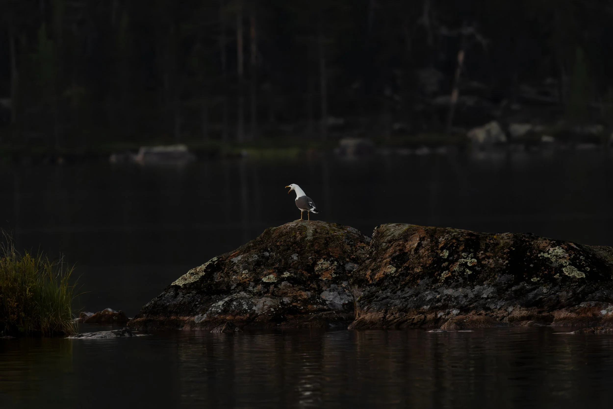 Heringsmöwe ( Finnland )