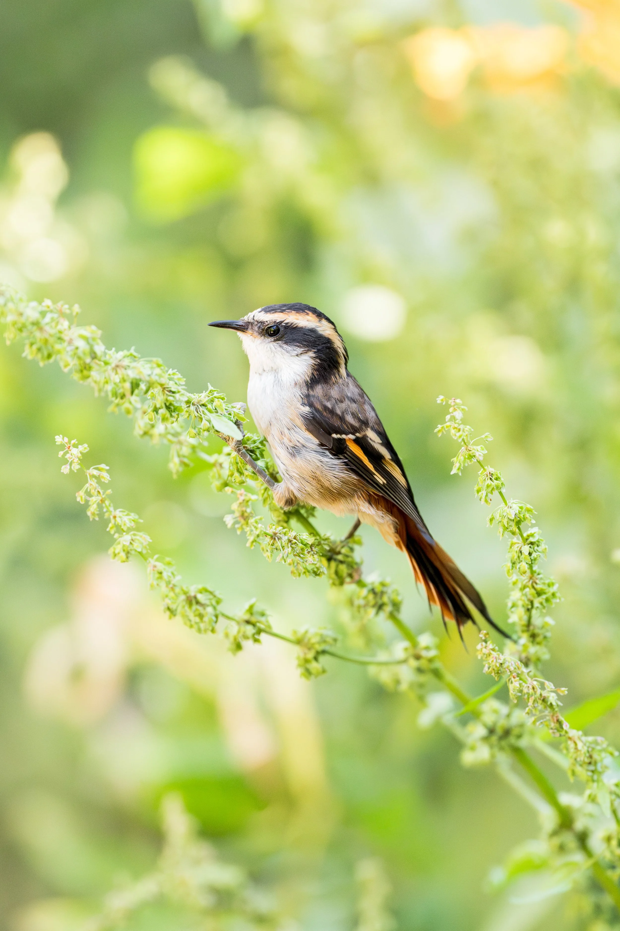 Thorn-tailed Rayadito