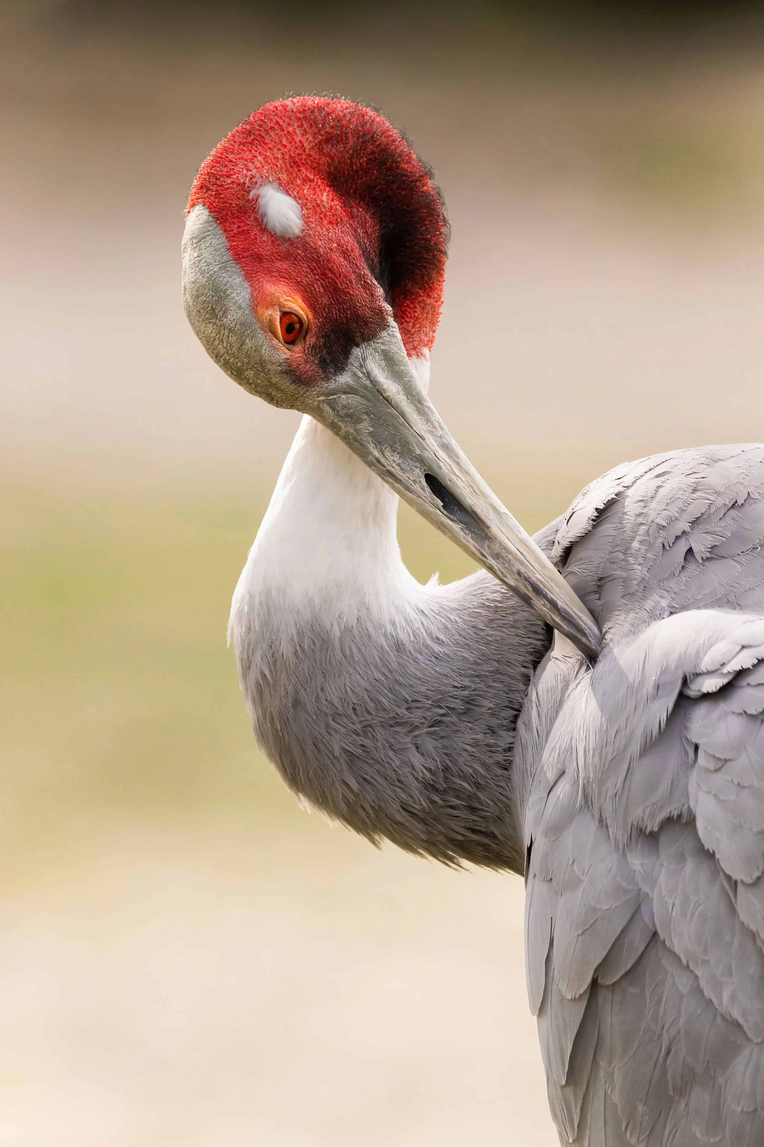 ( Zoo / Deutschland )