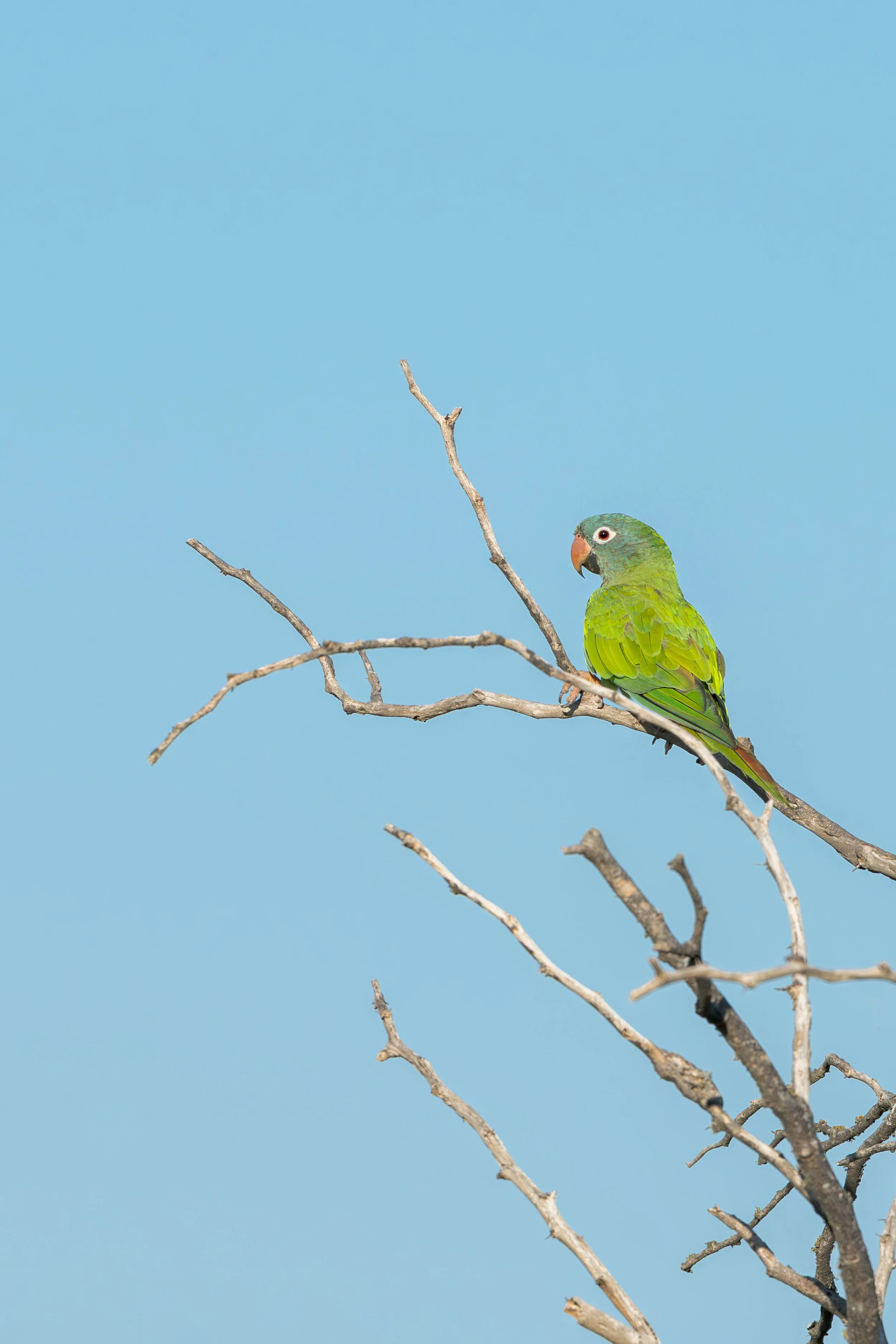 Blue-crowned Parakeet  / Spitzschwanzsittisch / Aratinga frente azul 