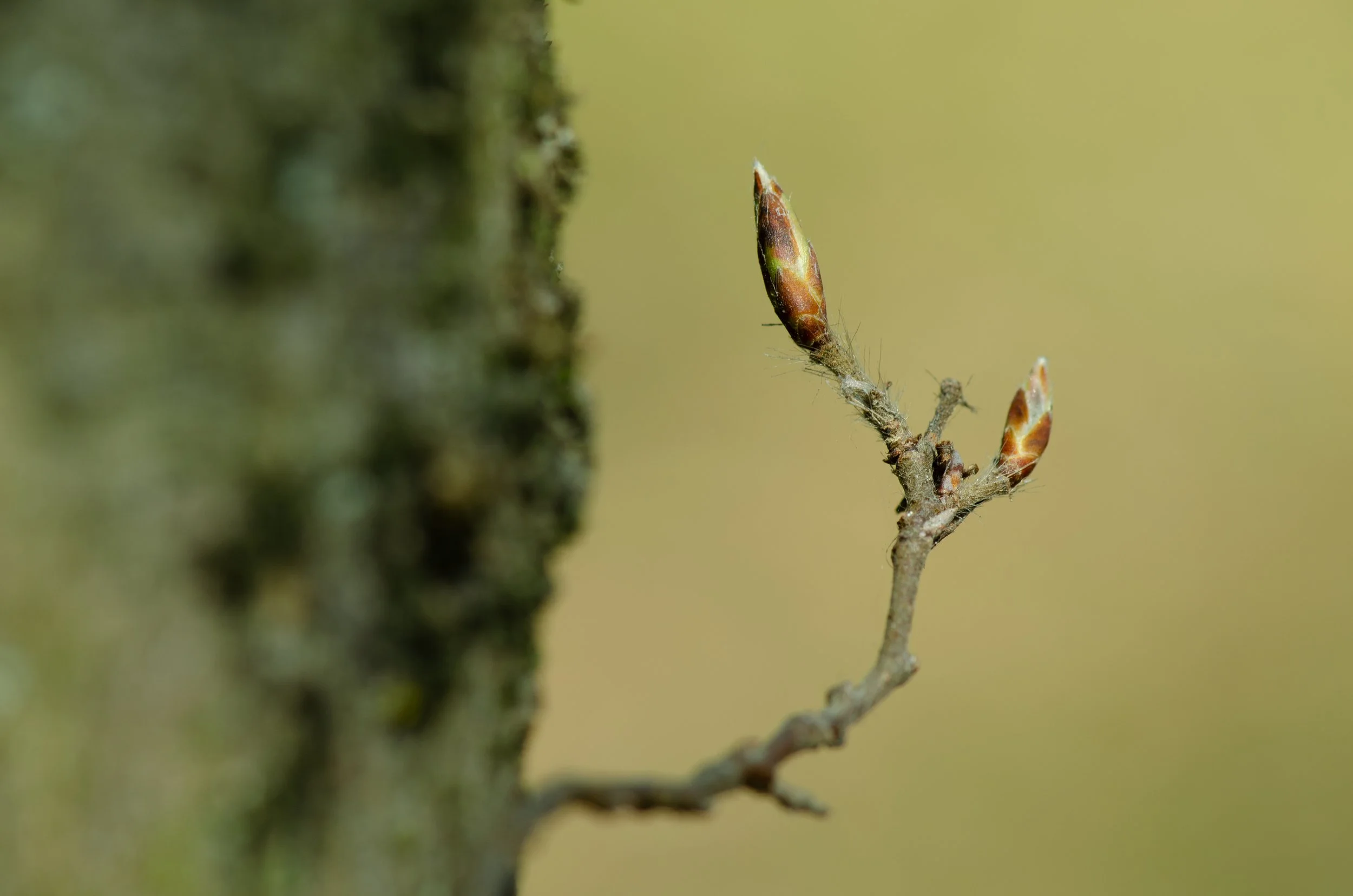 Knospen einer Buche ( Deutschland )
