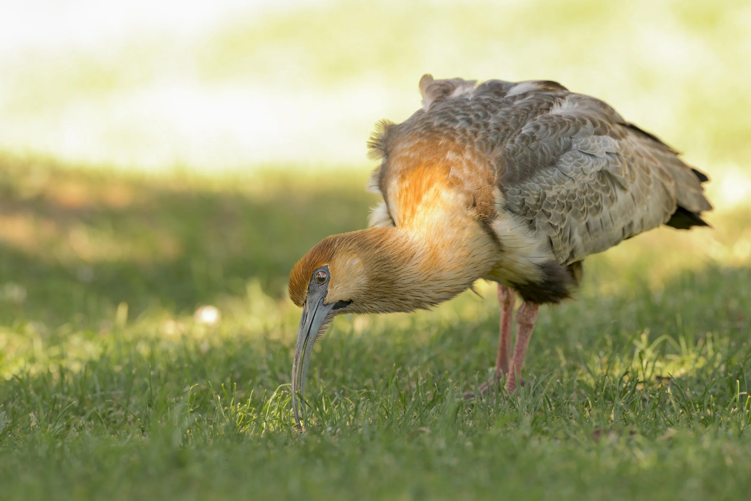 Black faced Ibis