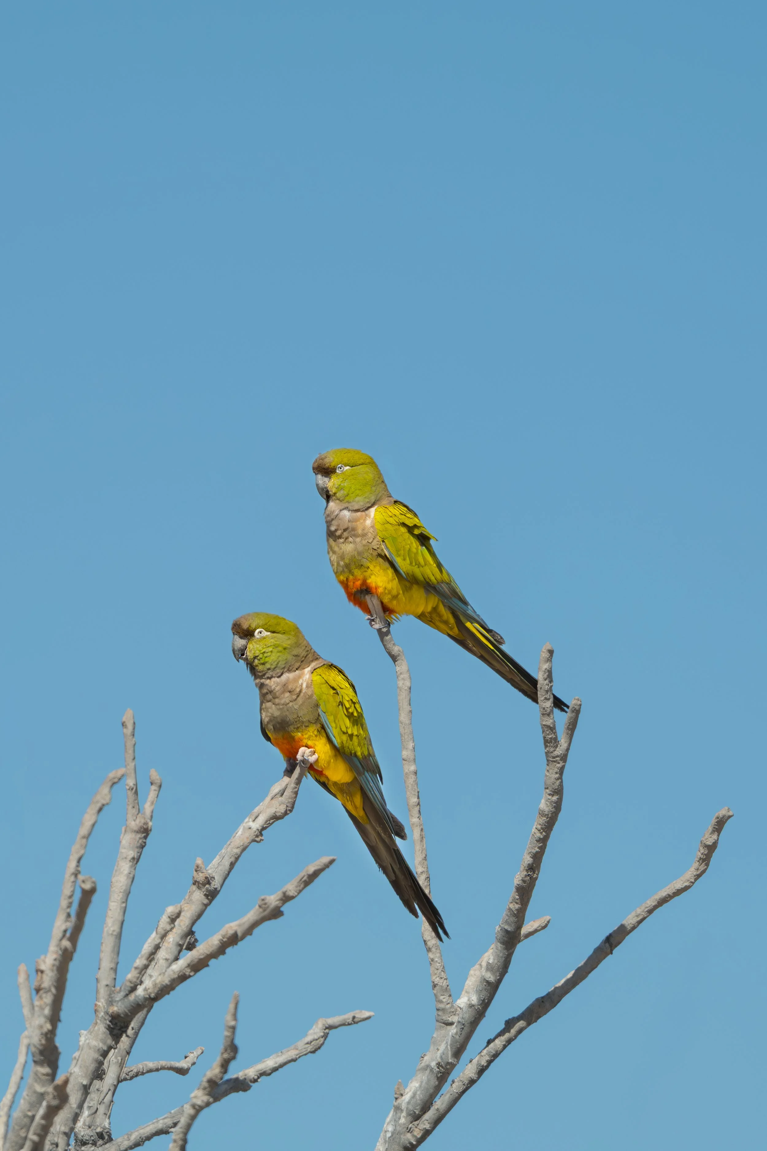 Burrowing Parrot / Felsenpapagaien / Loro Barranqueiro Patagonico 