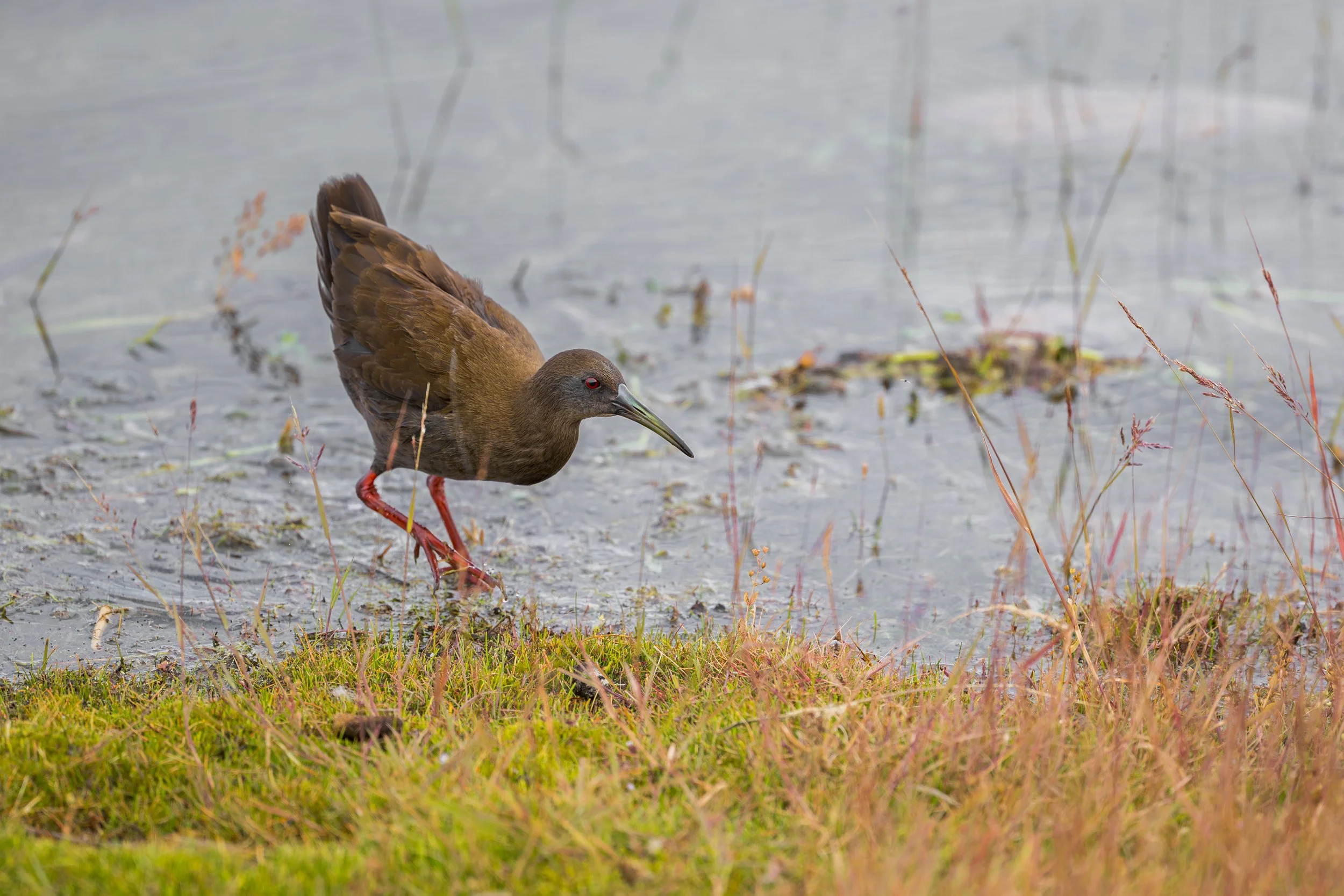 Grauralle / Plumbeous rail / Rallito plomizo