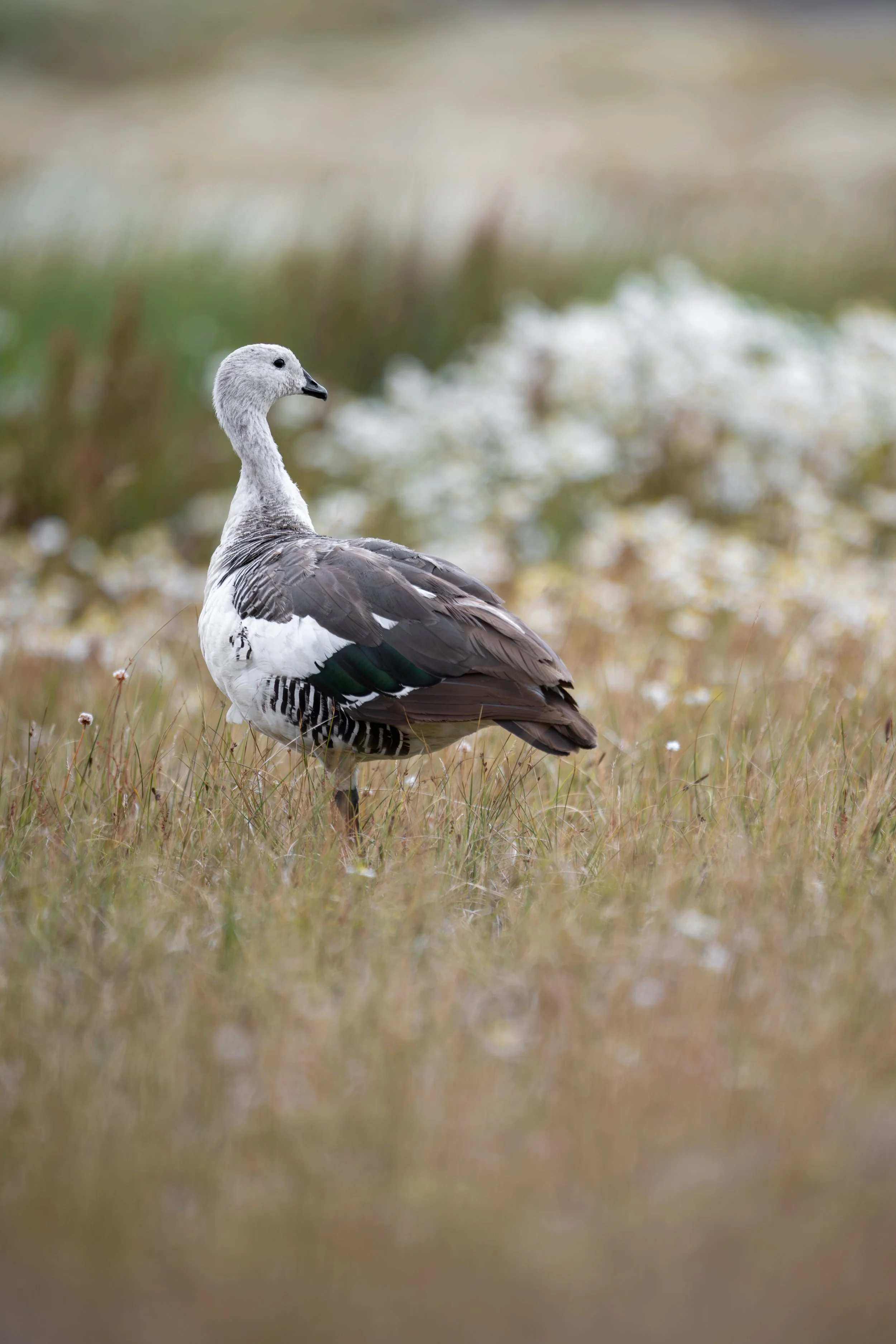 Upland goose / Magellangans / Caiquén