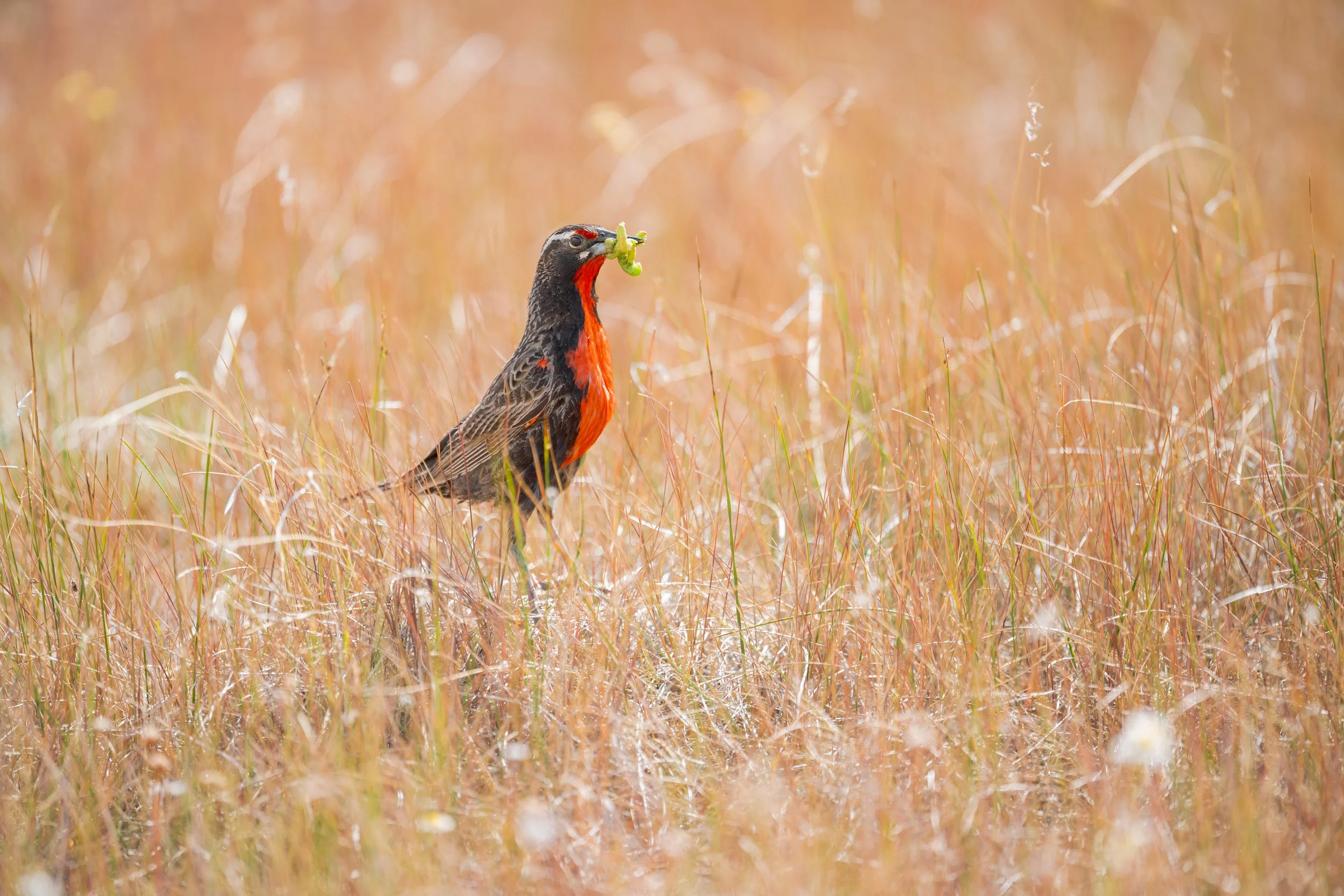 Long-tailed Meadowlark